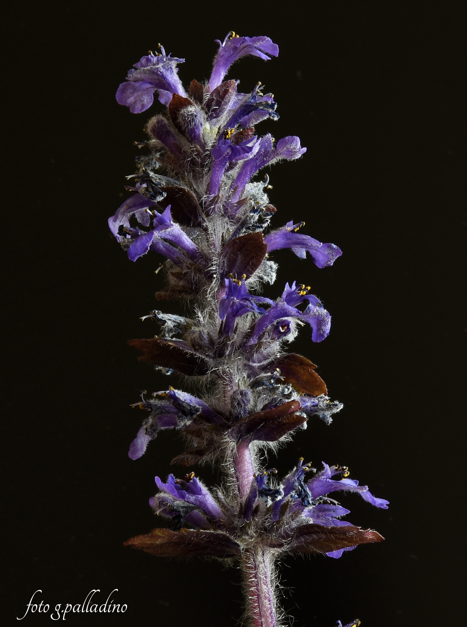 Nepeta latifolia - Lungo le pendici del Monte Gelbison