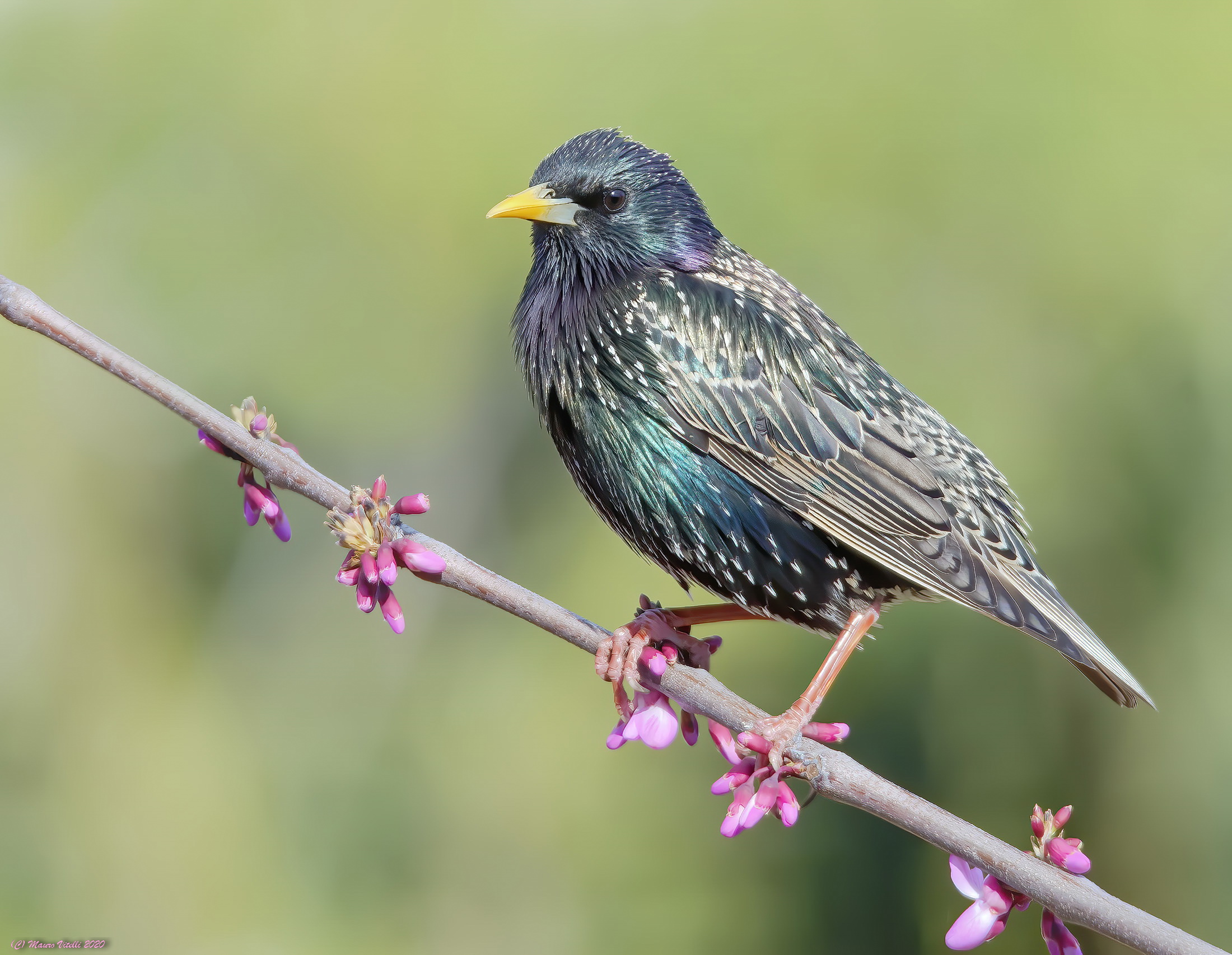 Sturnus vulgaris