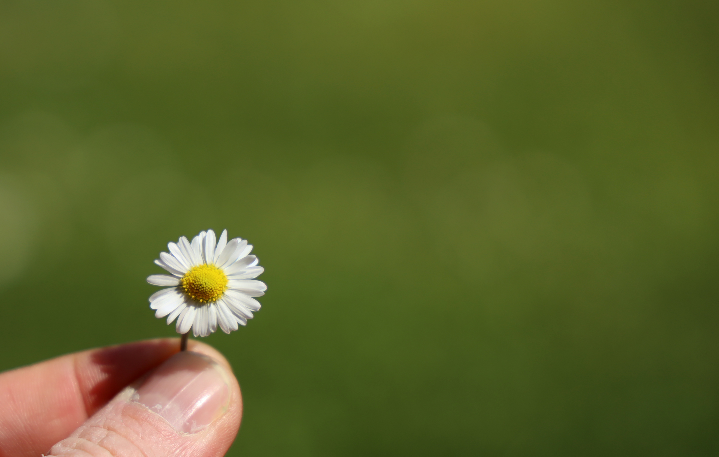 prima vera primavera in quarantena