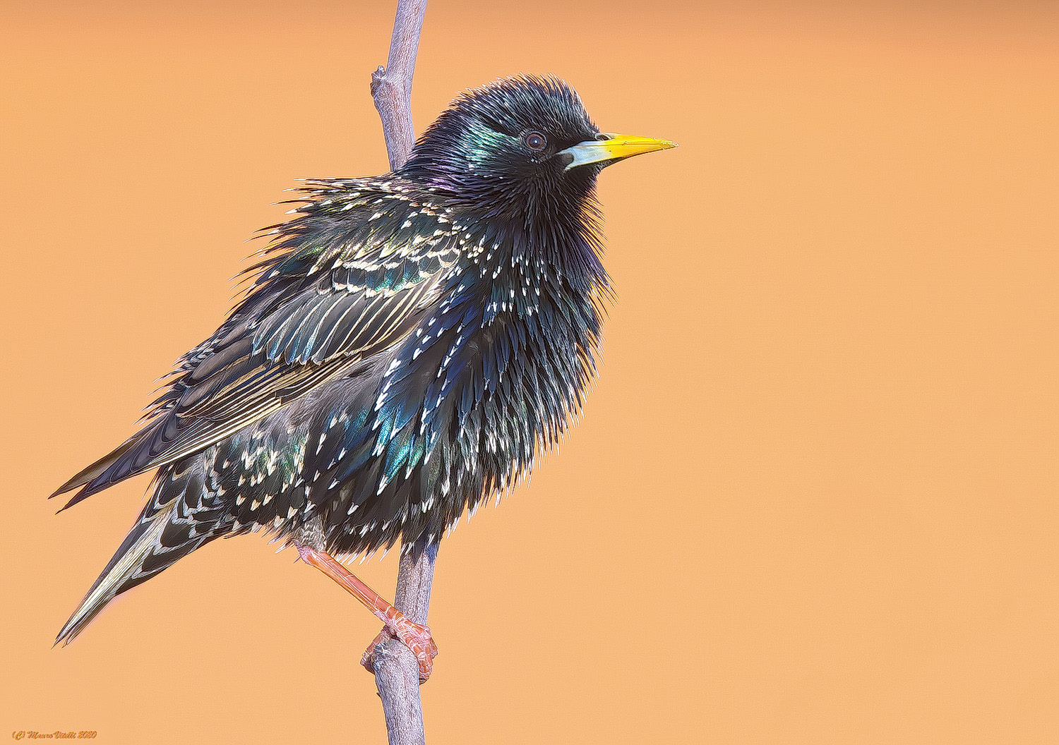 Sturnus vulgaris