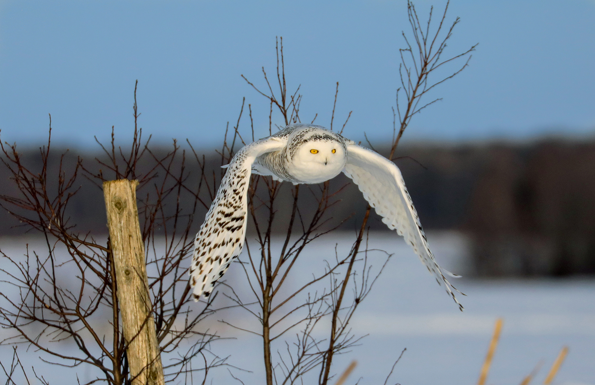 civetta delle nevi nella campagna ghiacciata