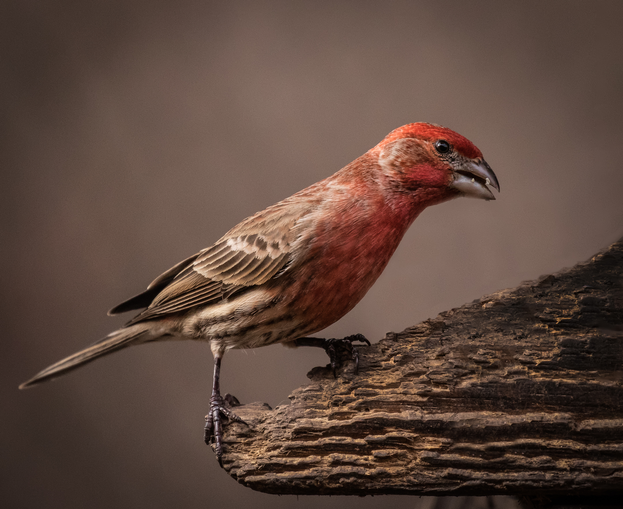 Casa Finch