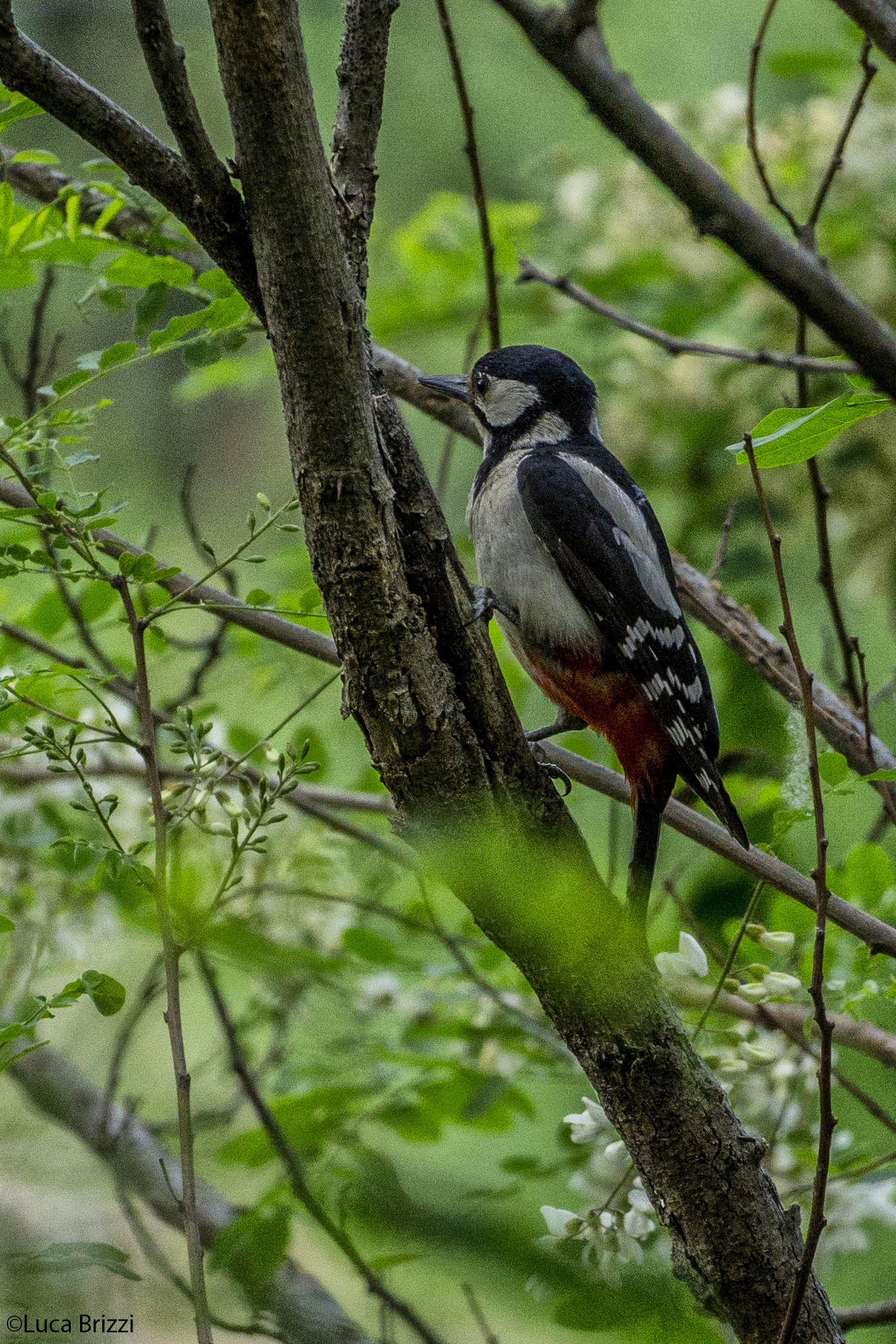 Picchio... dalla finestra di casa