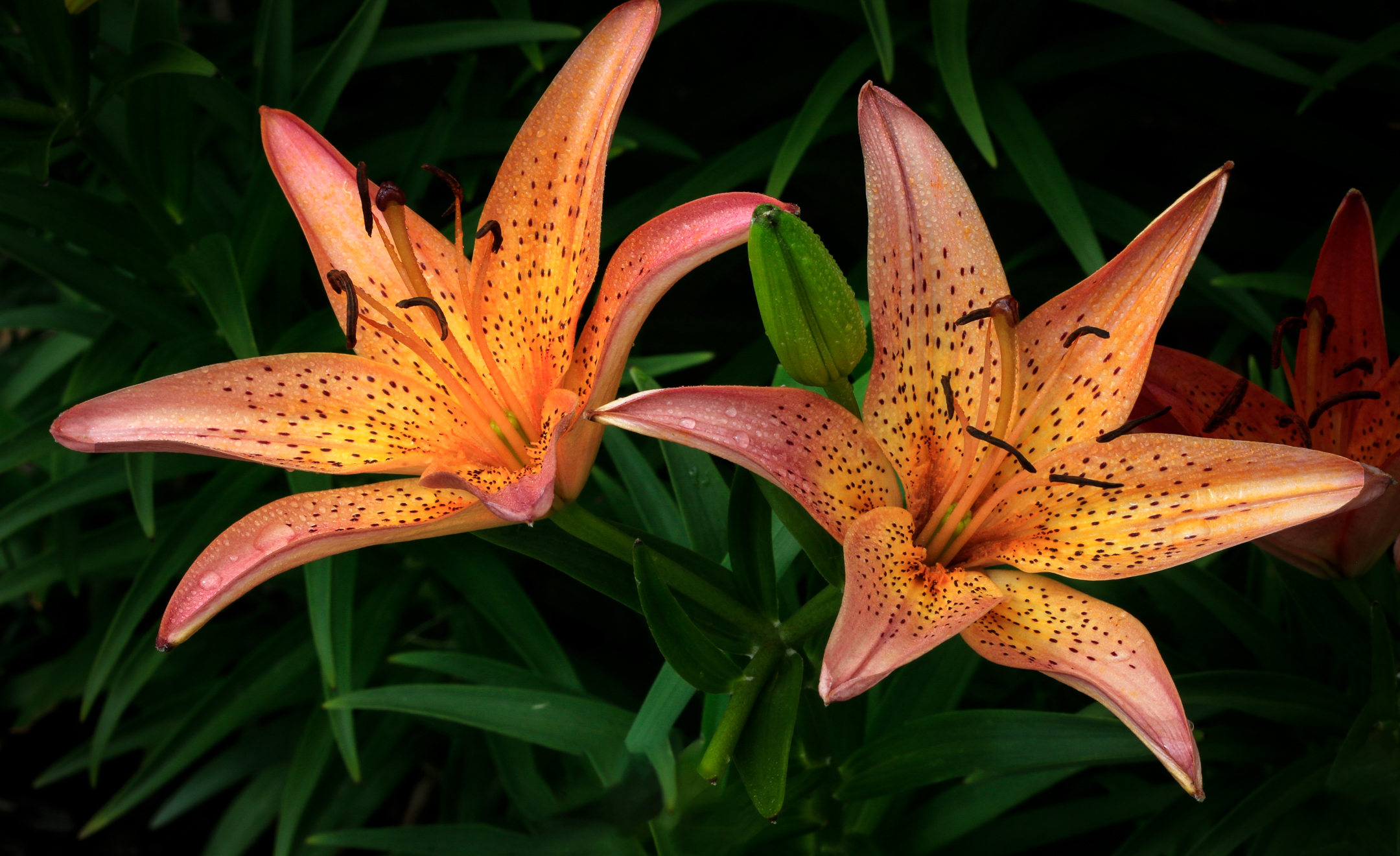 Tigre giunchi dal cortile