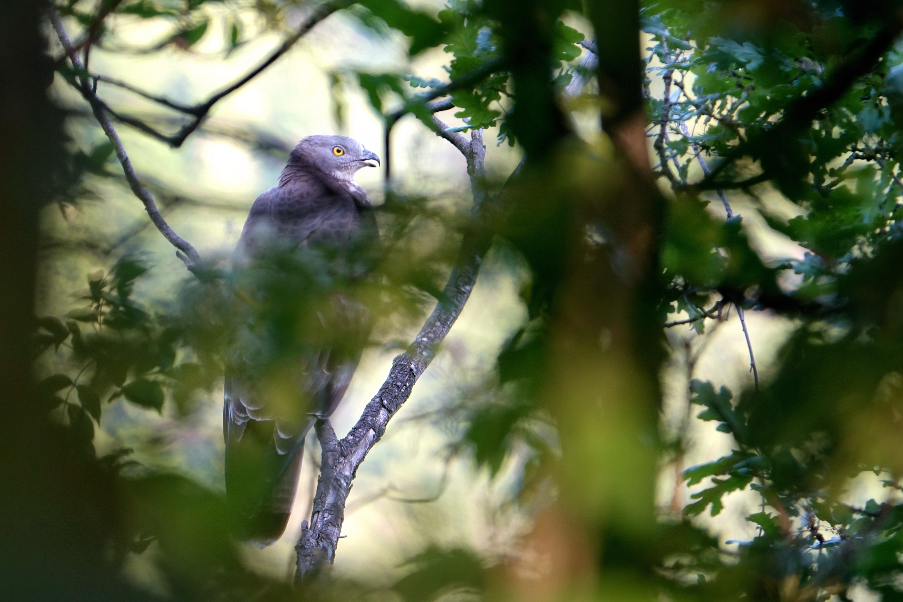 Pecchiaiolo Hawk in the Woods