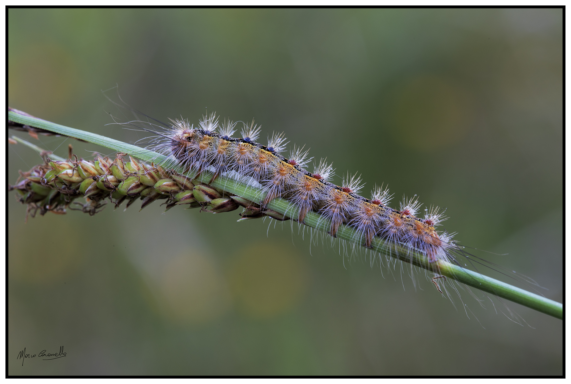 Lymantria dispar