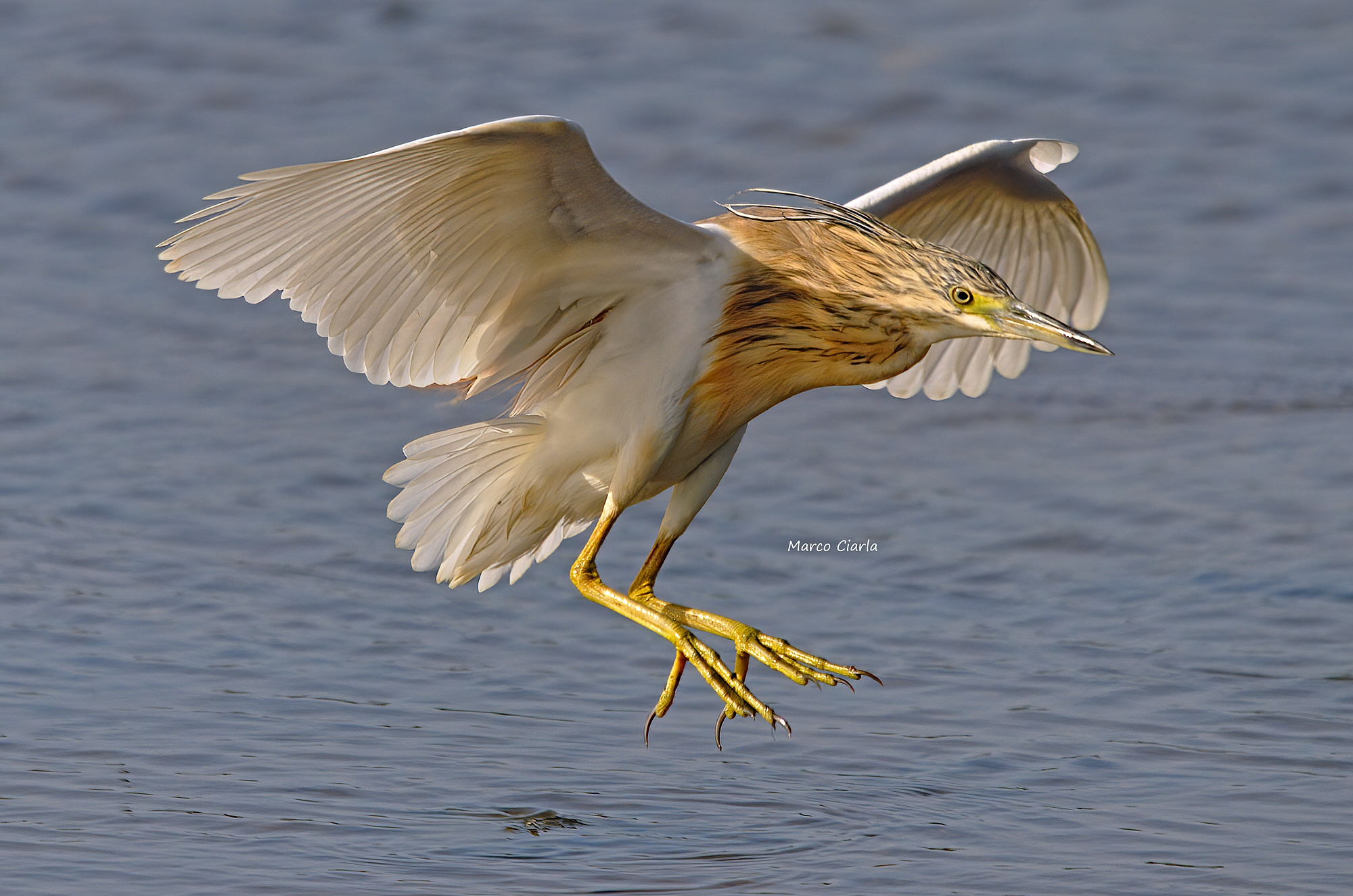 Sgarza ciuffetto (Ardeola ralloides)