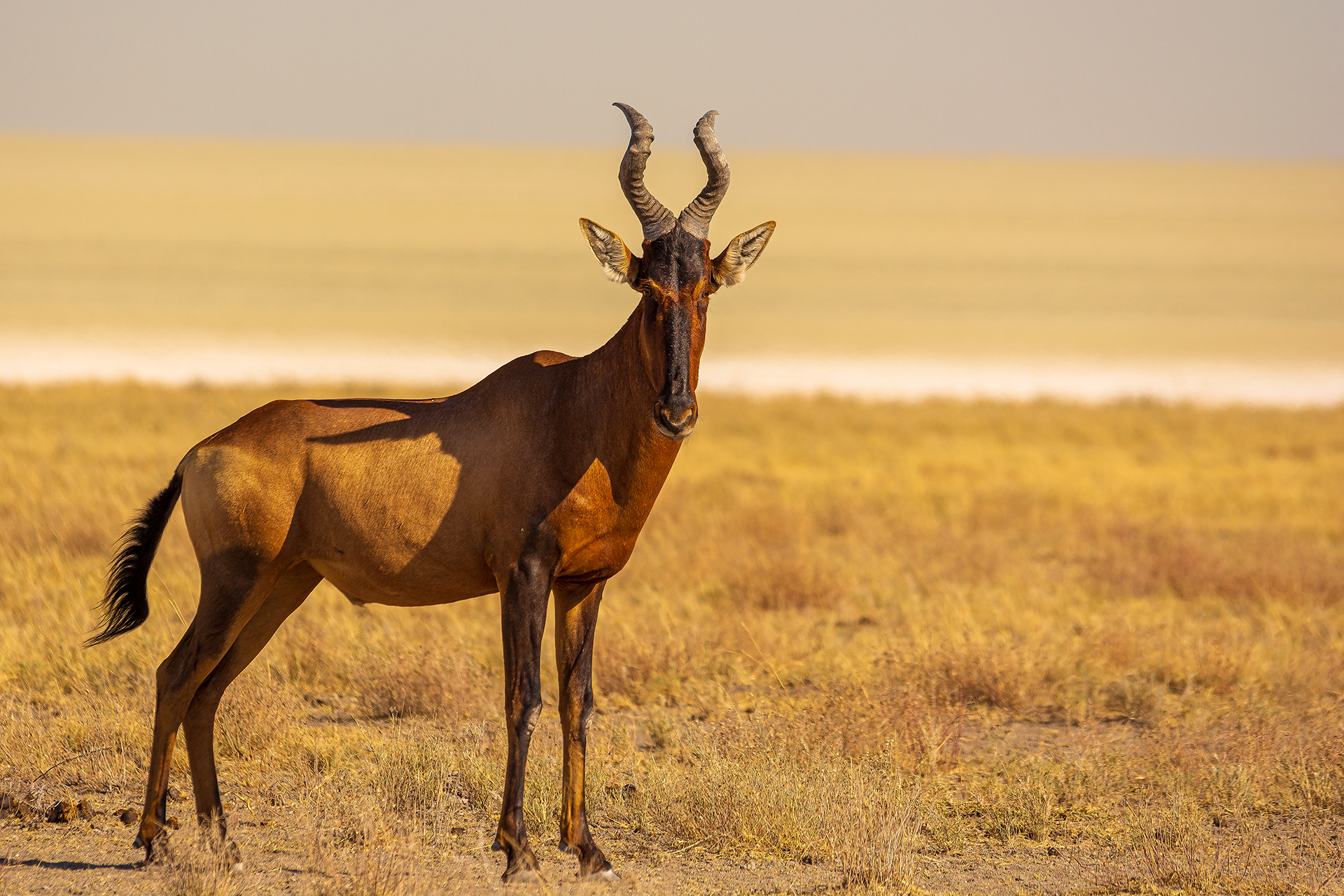 Tsessebe in the Pan