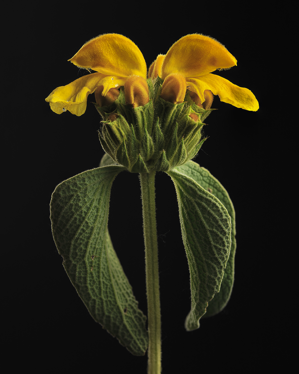 phlomis