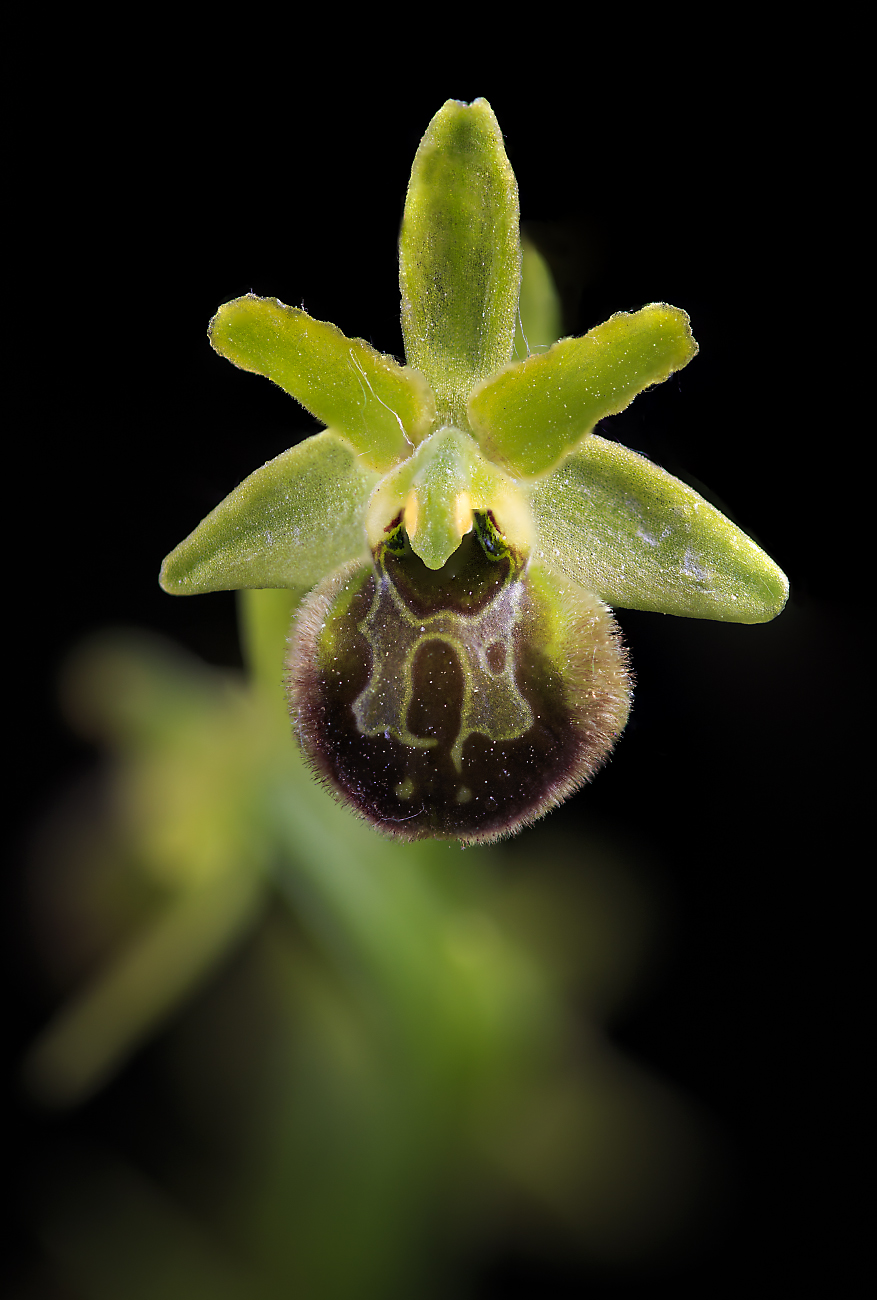 ophrys