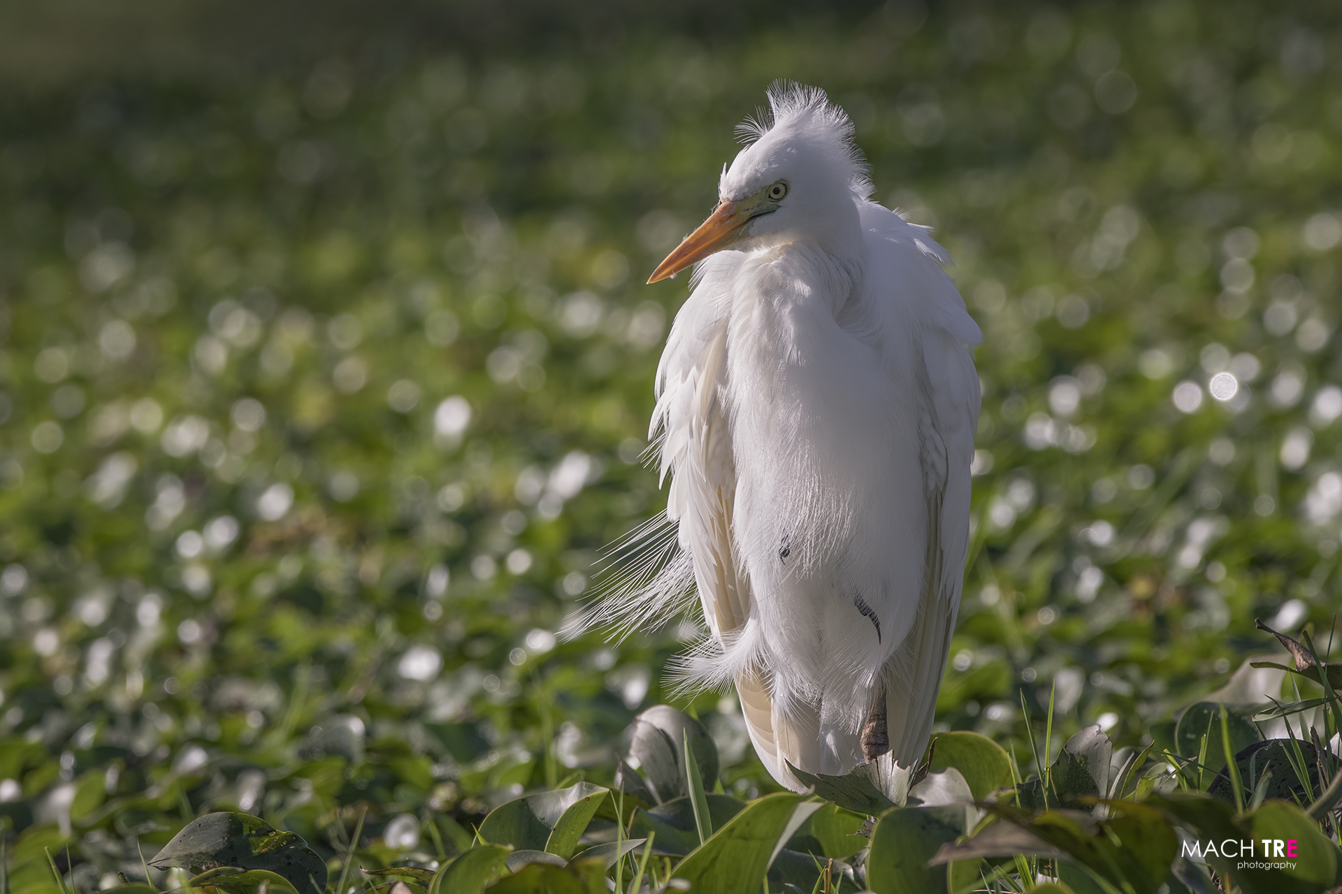 Lago Naivasha, Kenia