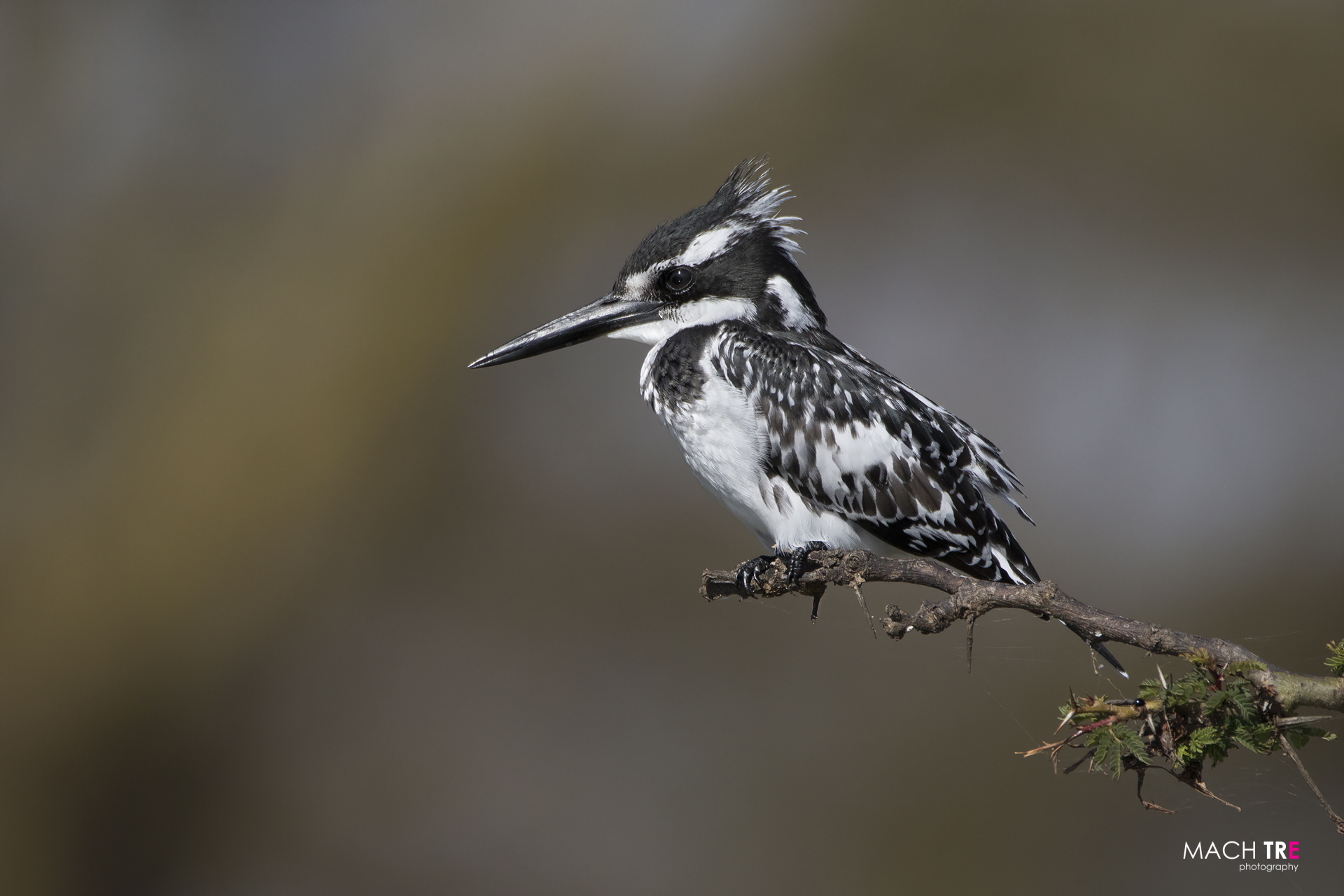 Lago Naivasha, Kenia