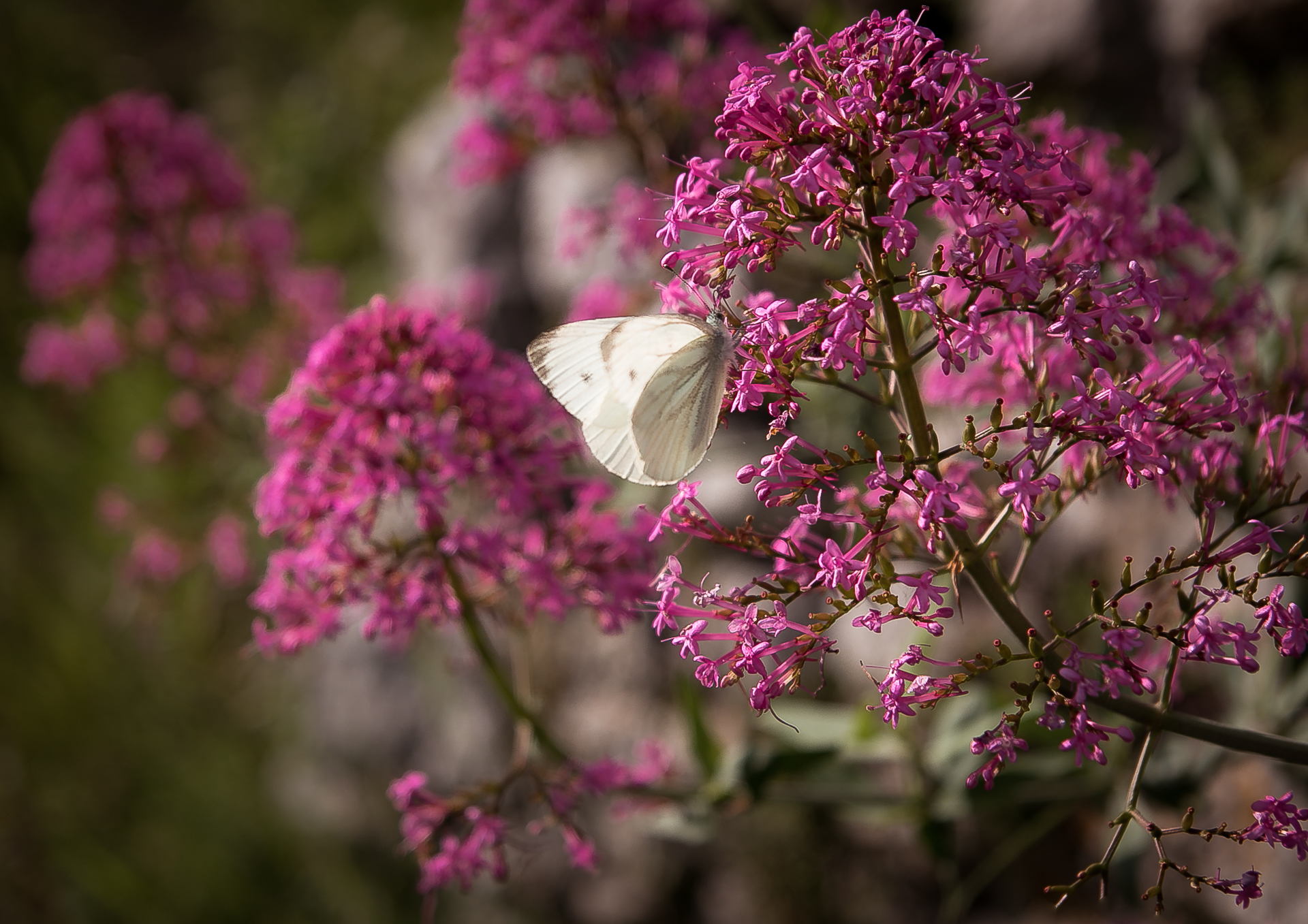 Cross-country butterfly