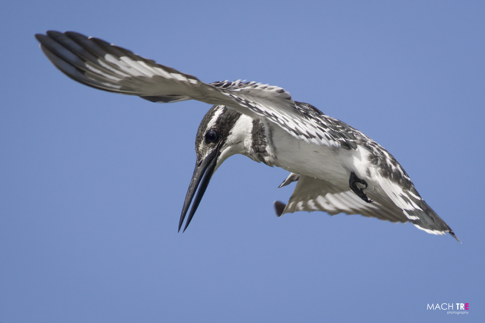 Lago Naivasha, Kenia