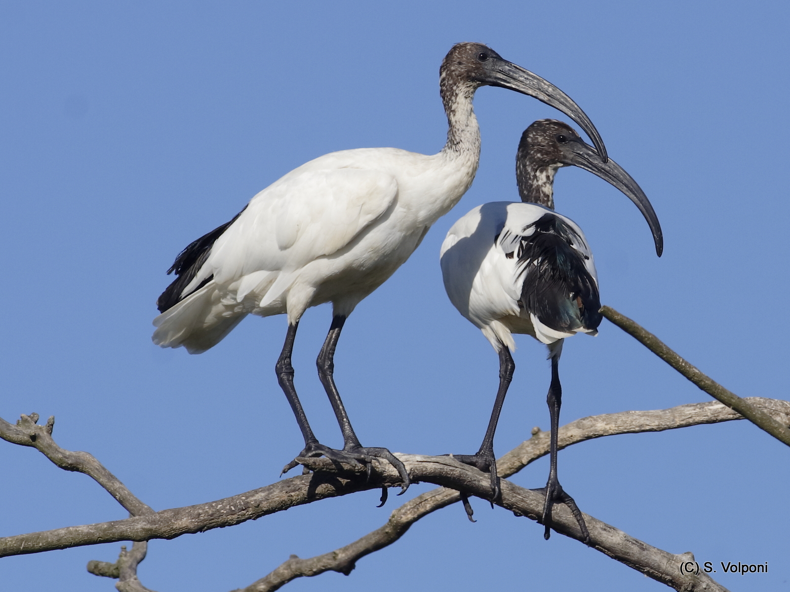 Prospectors, New1001