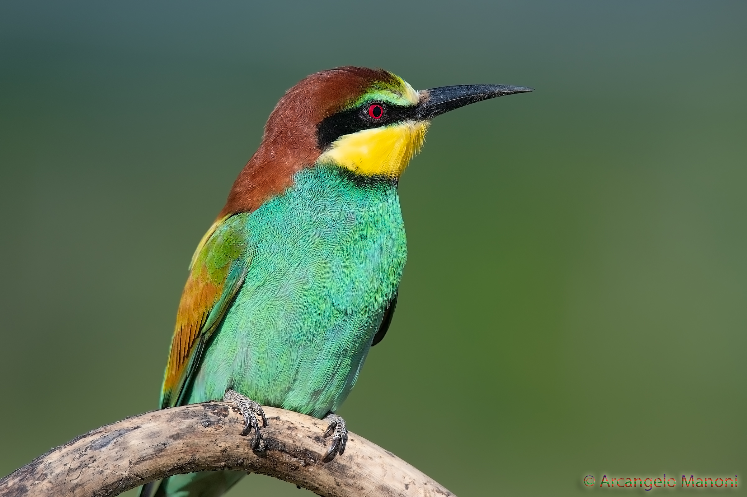 Piano americano al gruccione