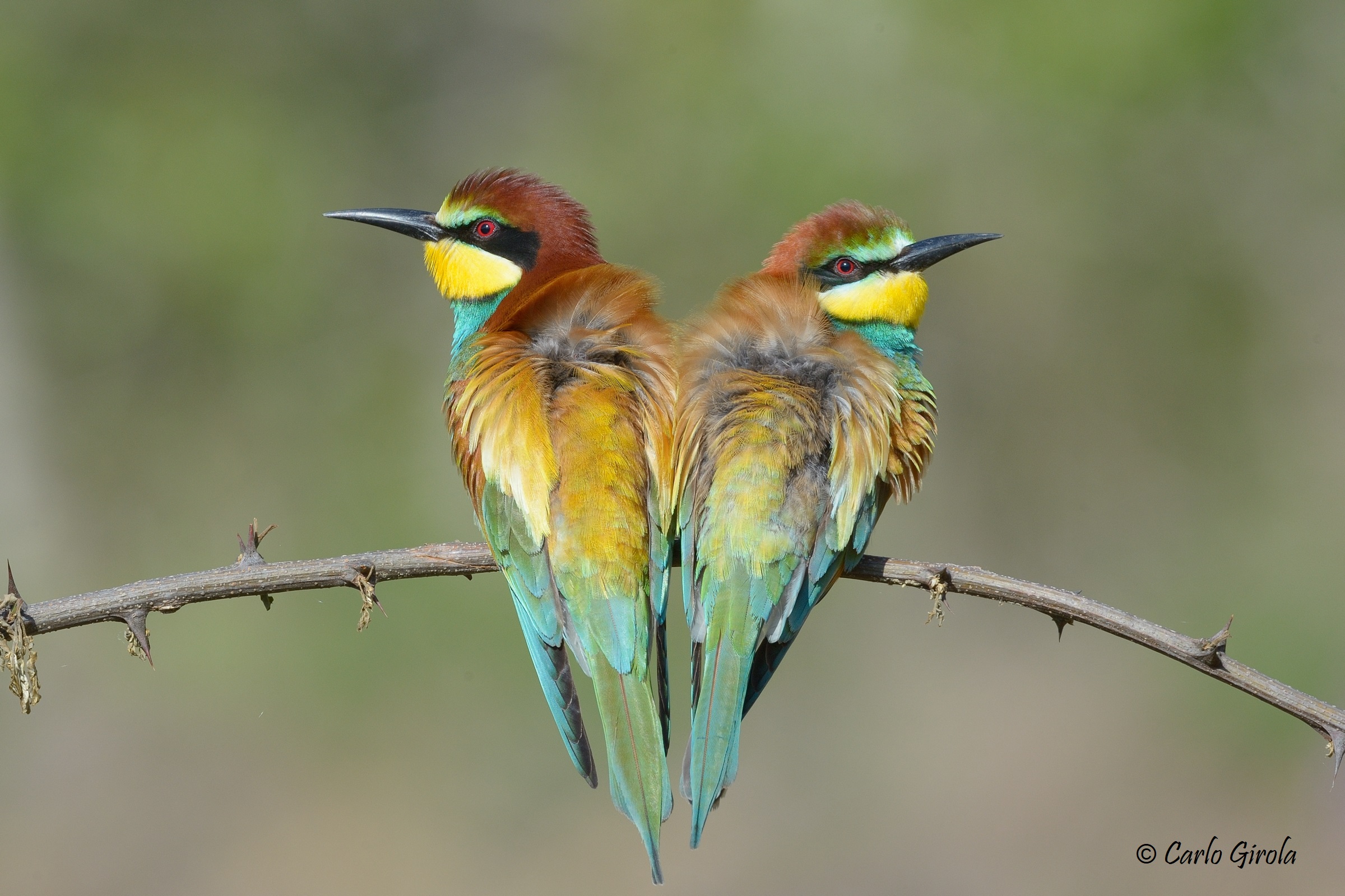 Gruccioni (Merops apiaster)
