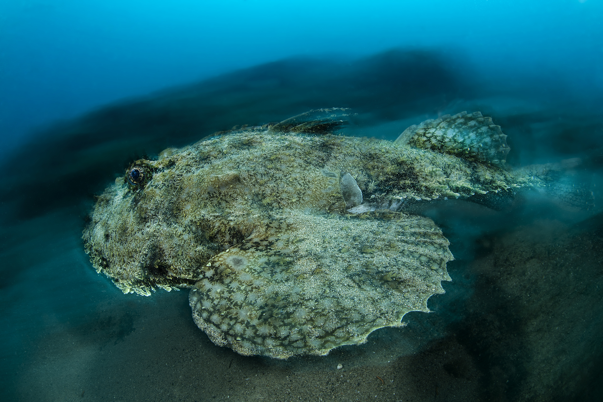 Rana pescatrice in azione