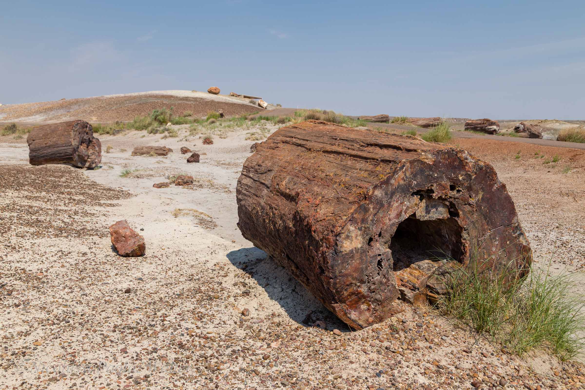 Petrified Forest National Park