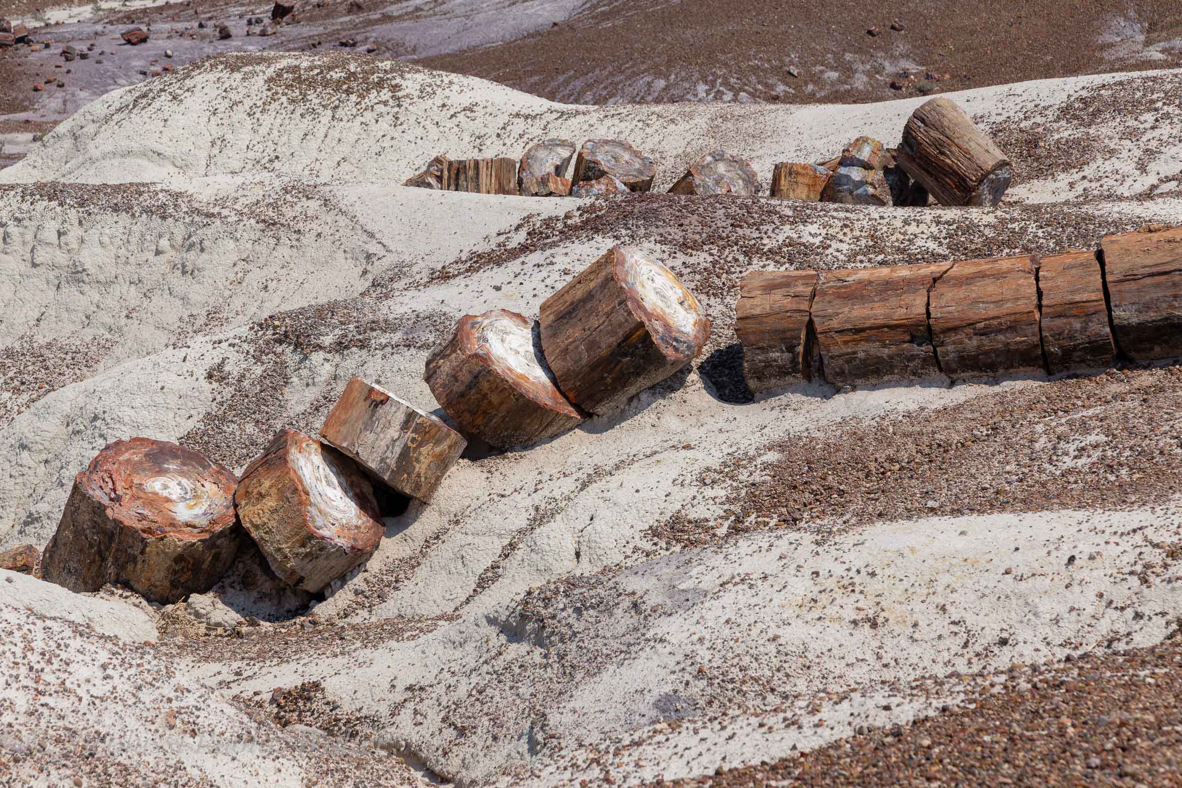 Petrified Forest National Park