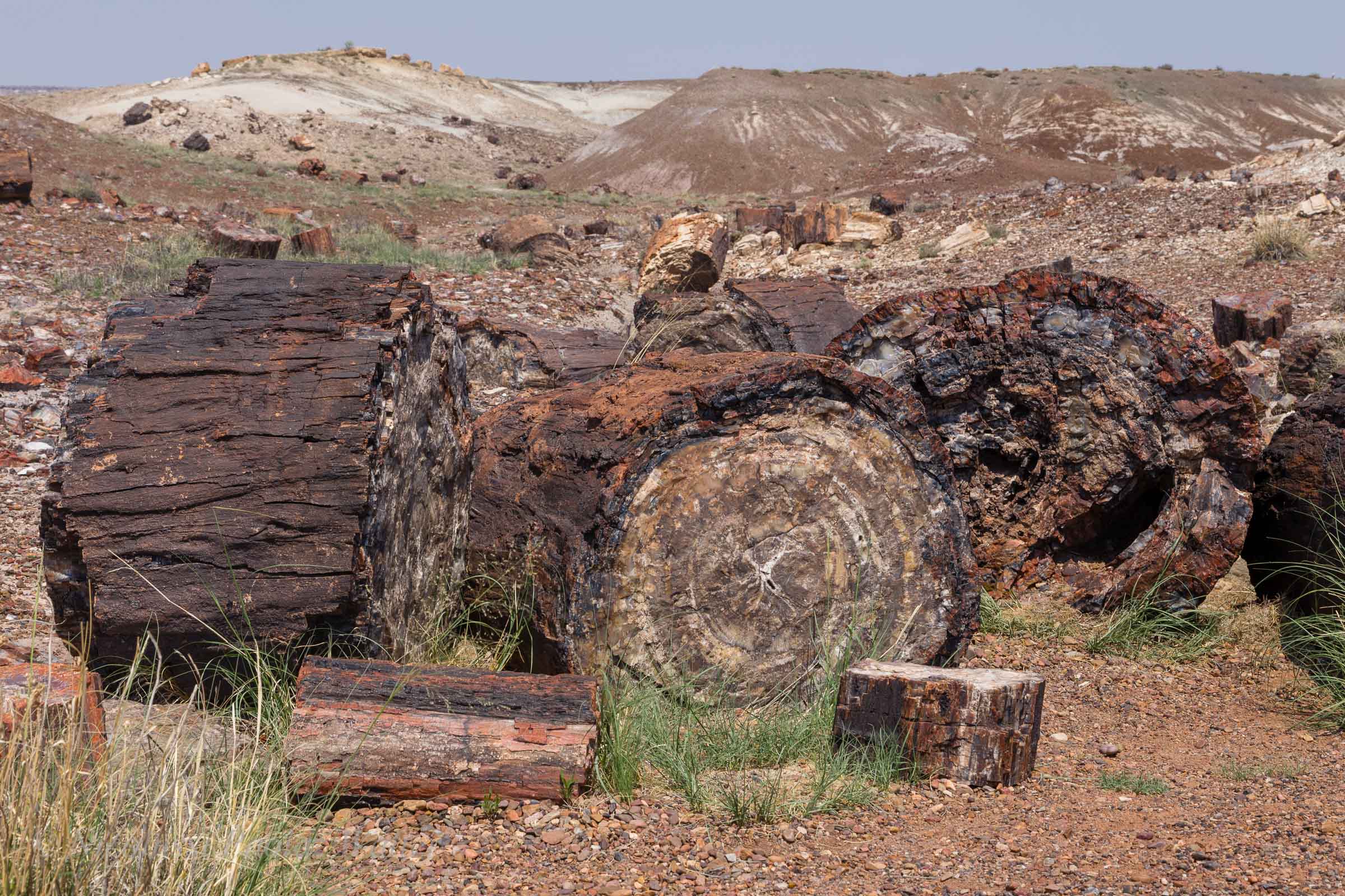 Petrified Forest National Park