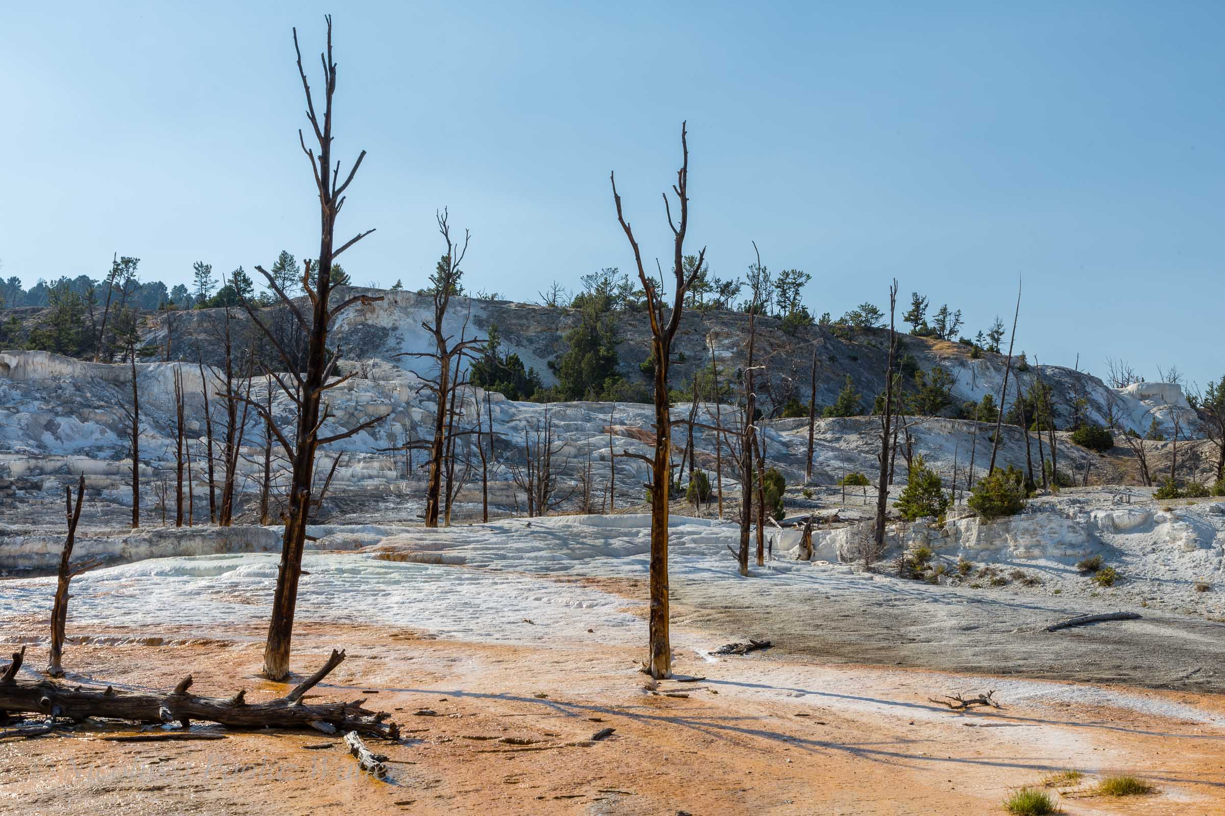 Mammoth Hot Springs