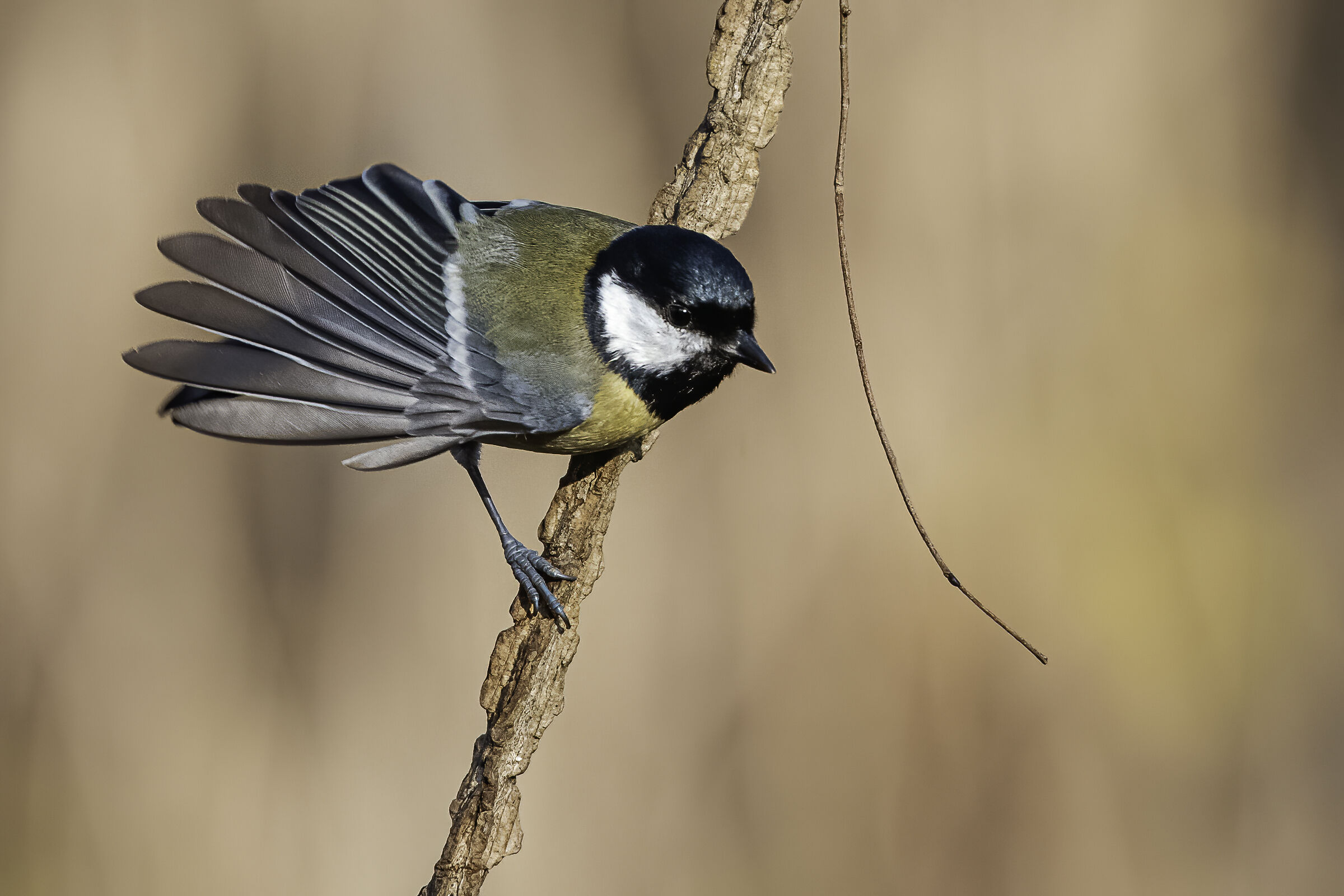 Cinciallegra (Parus major)