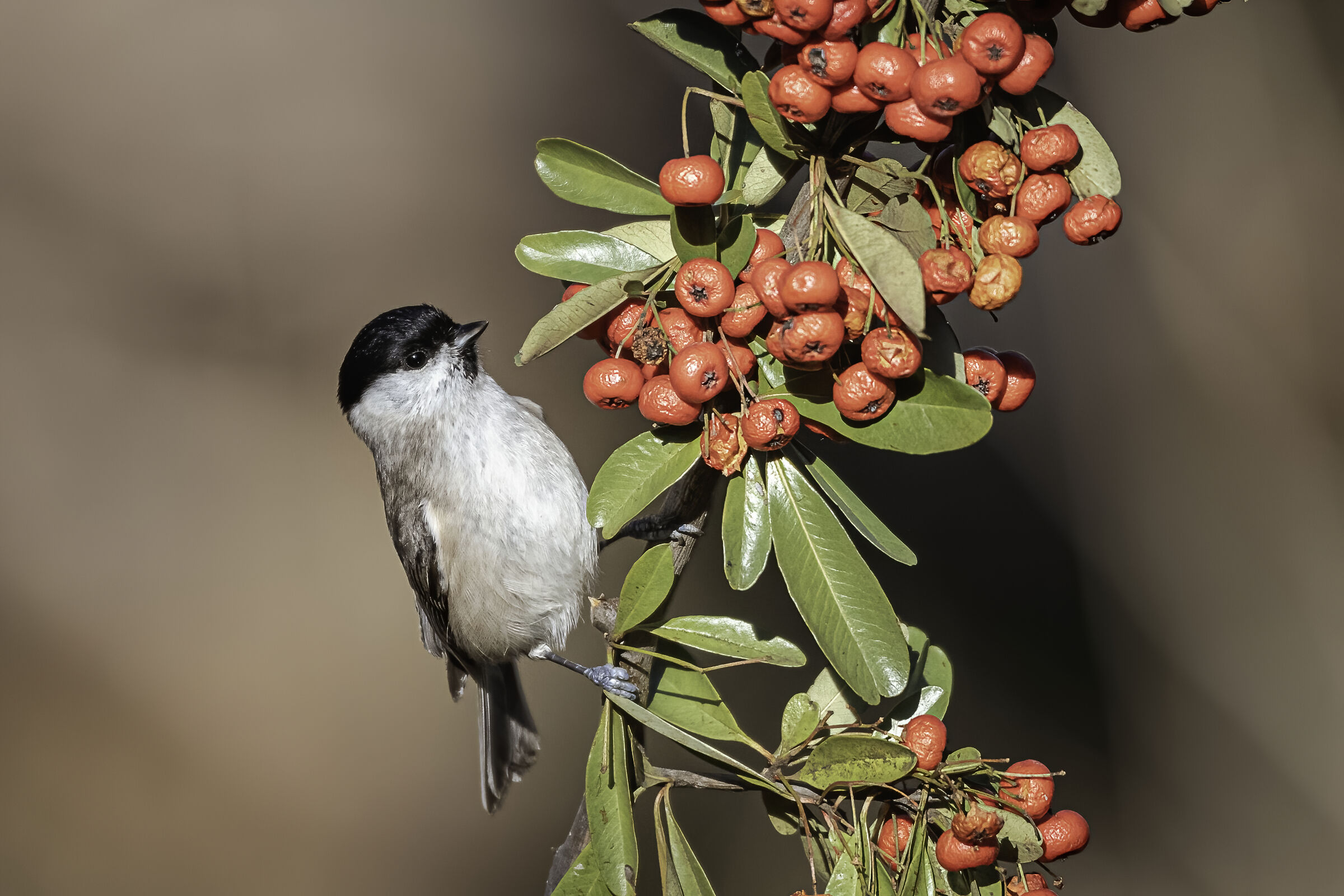 B&B (bigia & berries)