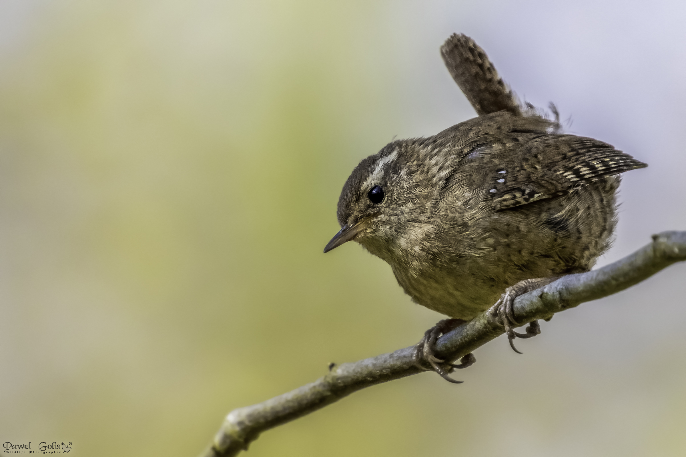 Wren eurasiatico ( Troglodytes troglodytes)