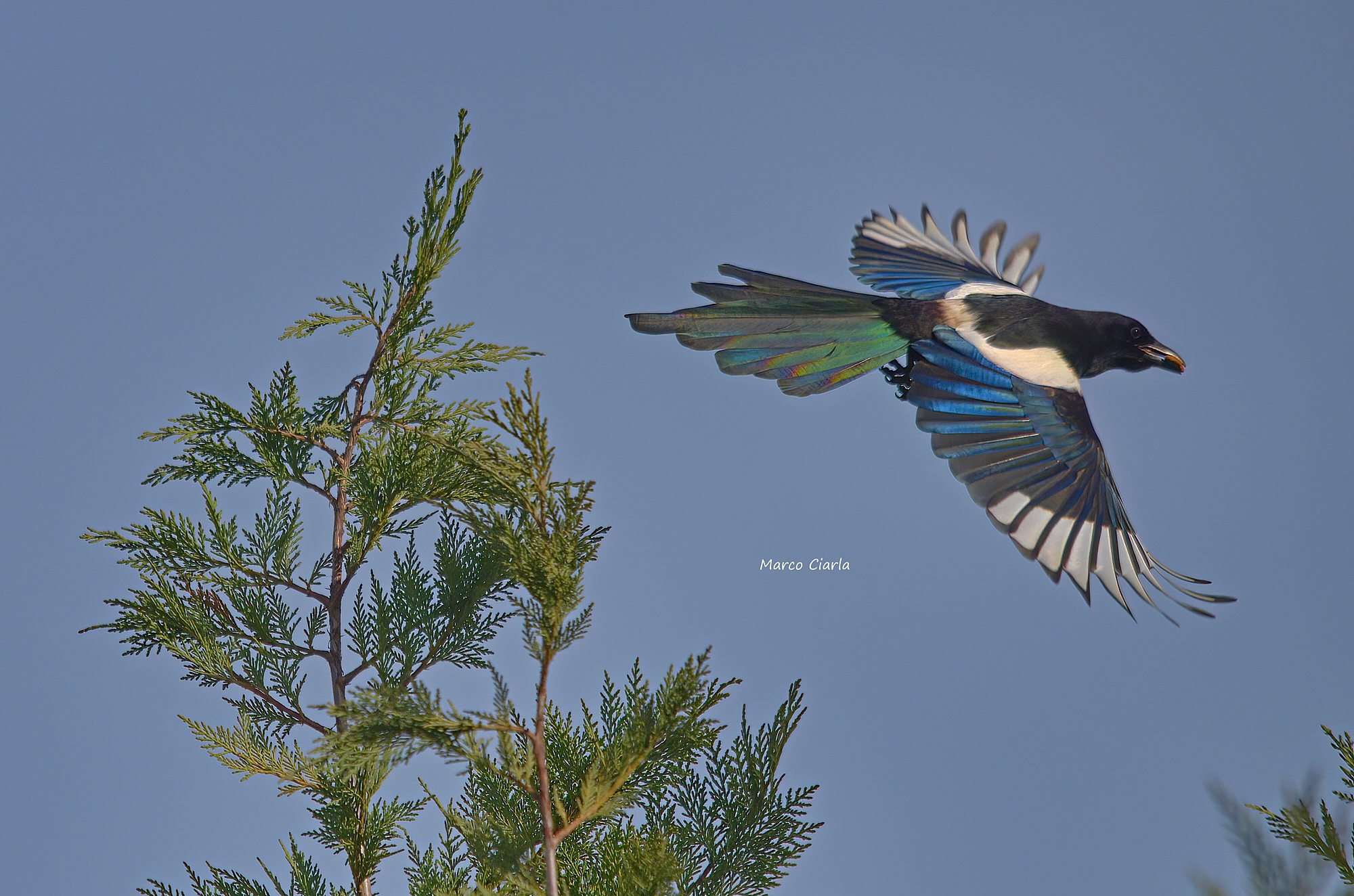 Eurasian Magpie (Pica pica)
