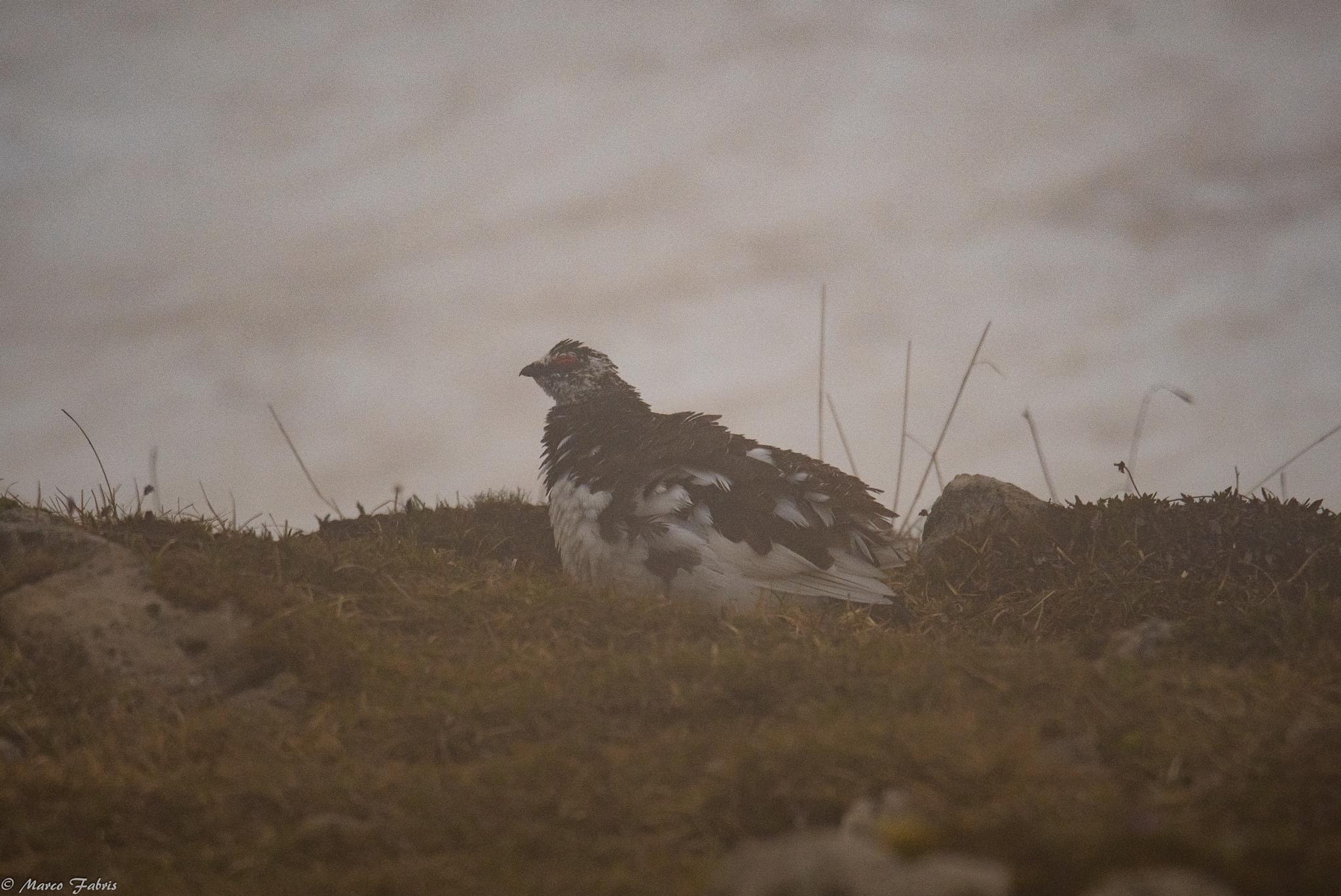 Male white partridge in wetsuit in the rain...