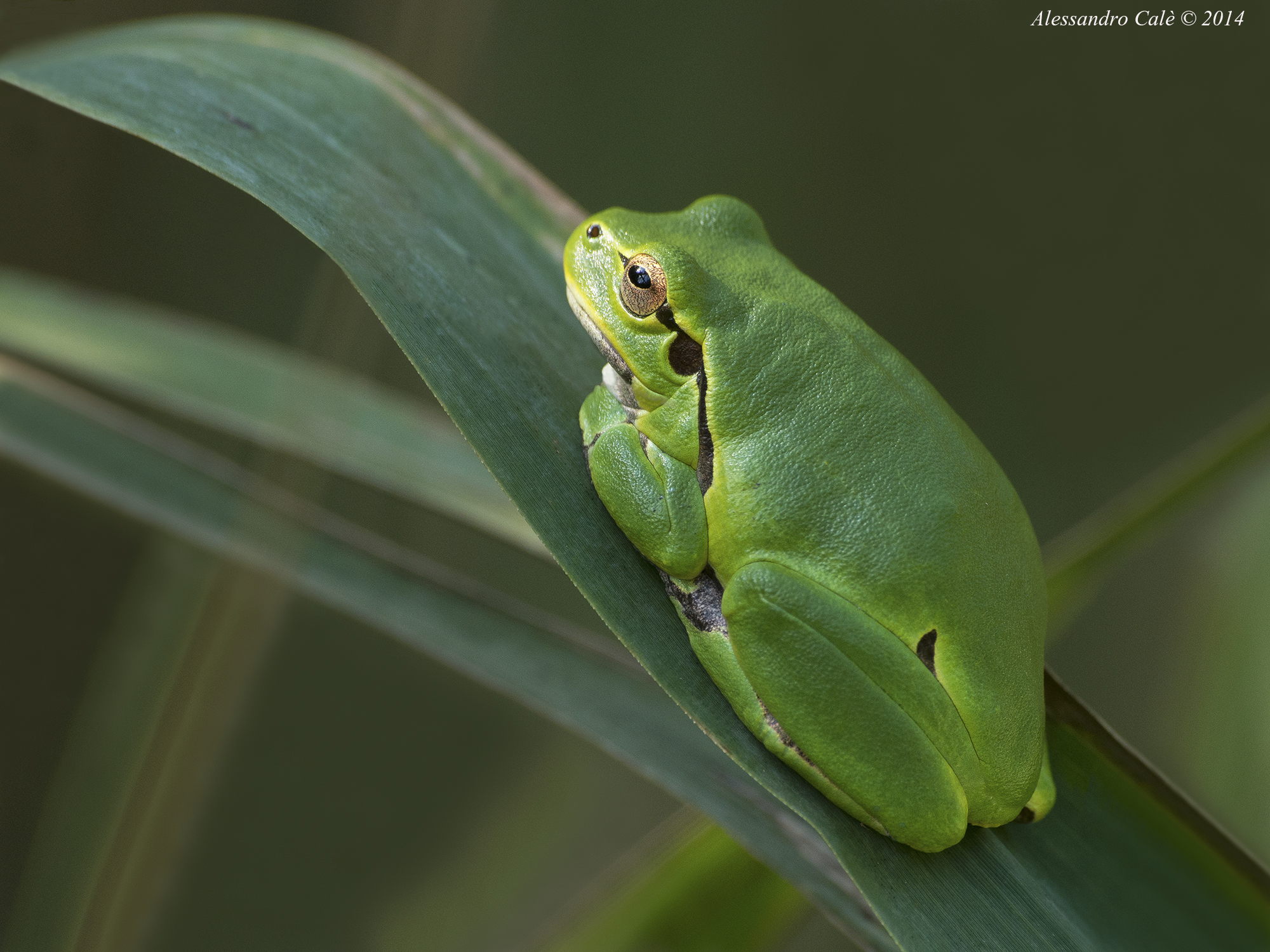 Hyla arborea (Raganella europea) 8945
