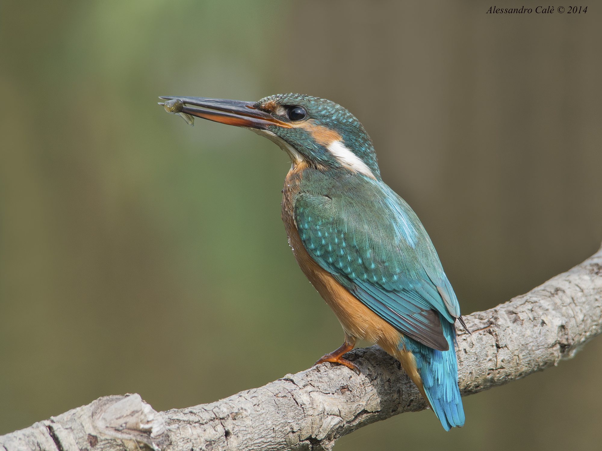 Alcedo atthis (Martin Fisherman) 0698