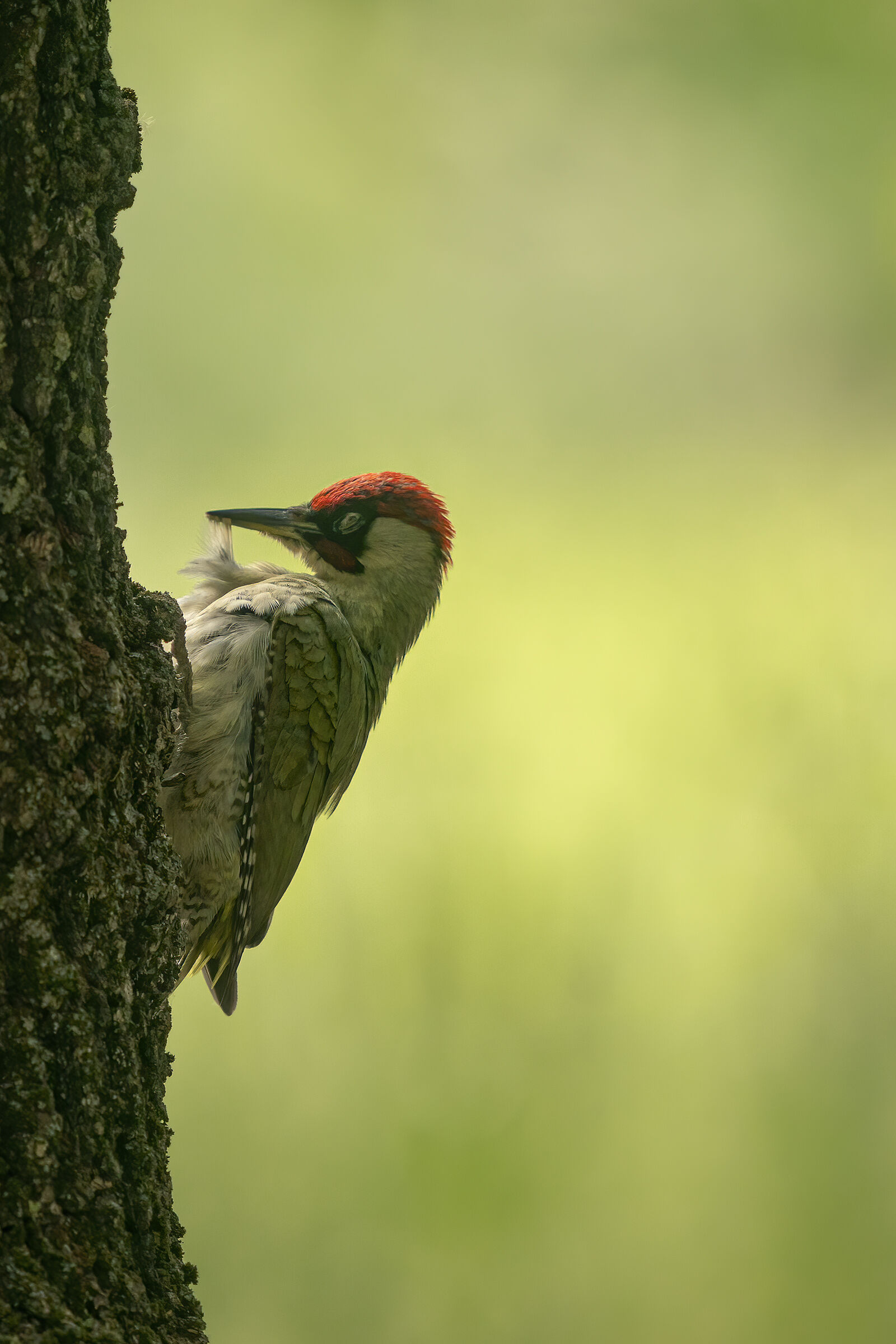picchio verde soprannominato Rocky