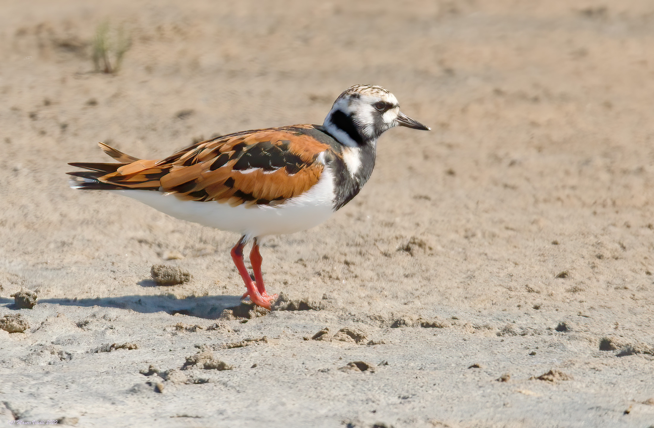 Voltapietre (Arenaria interpres)