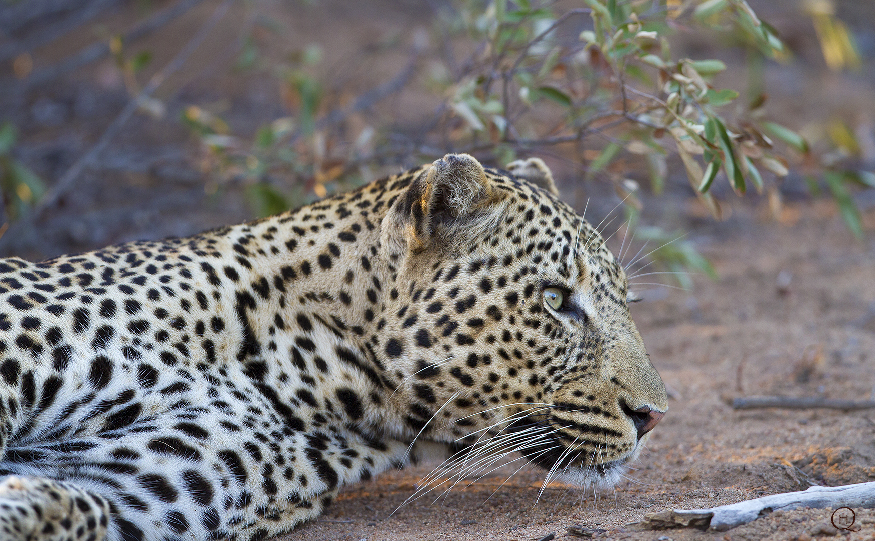 Riserva naturale privata di Timbavati - Sudafrica