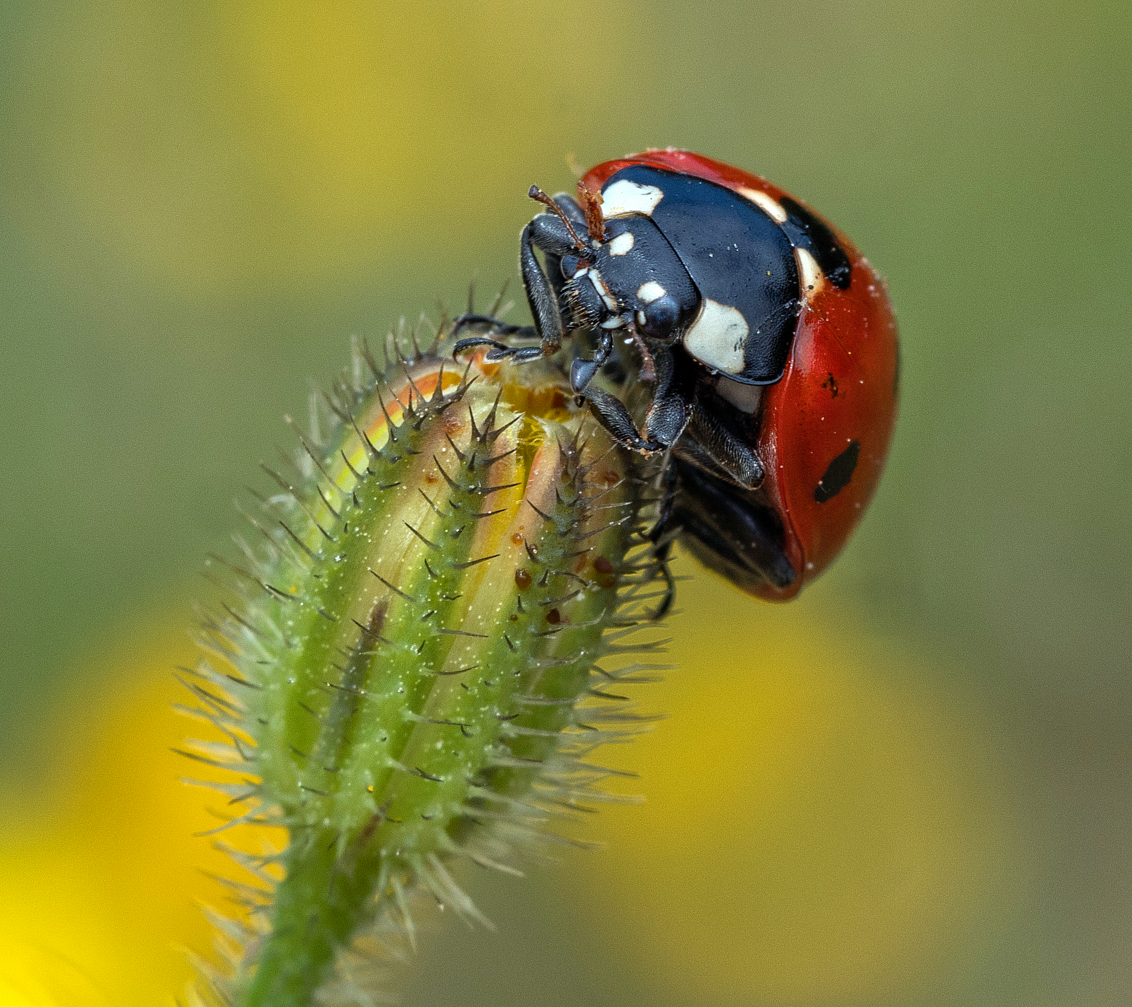 Un bocciolo fortunato aprile 2020