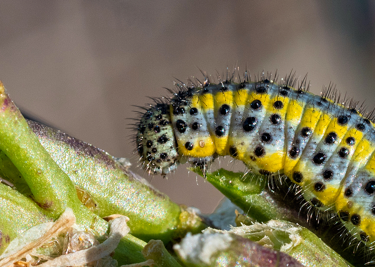 Bruco di Pontia edusa