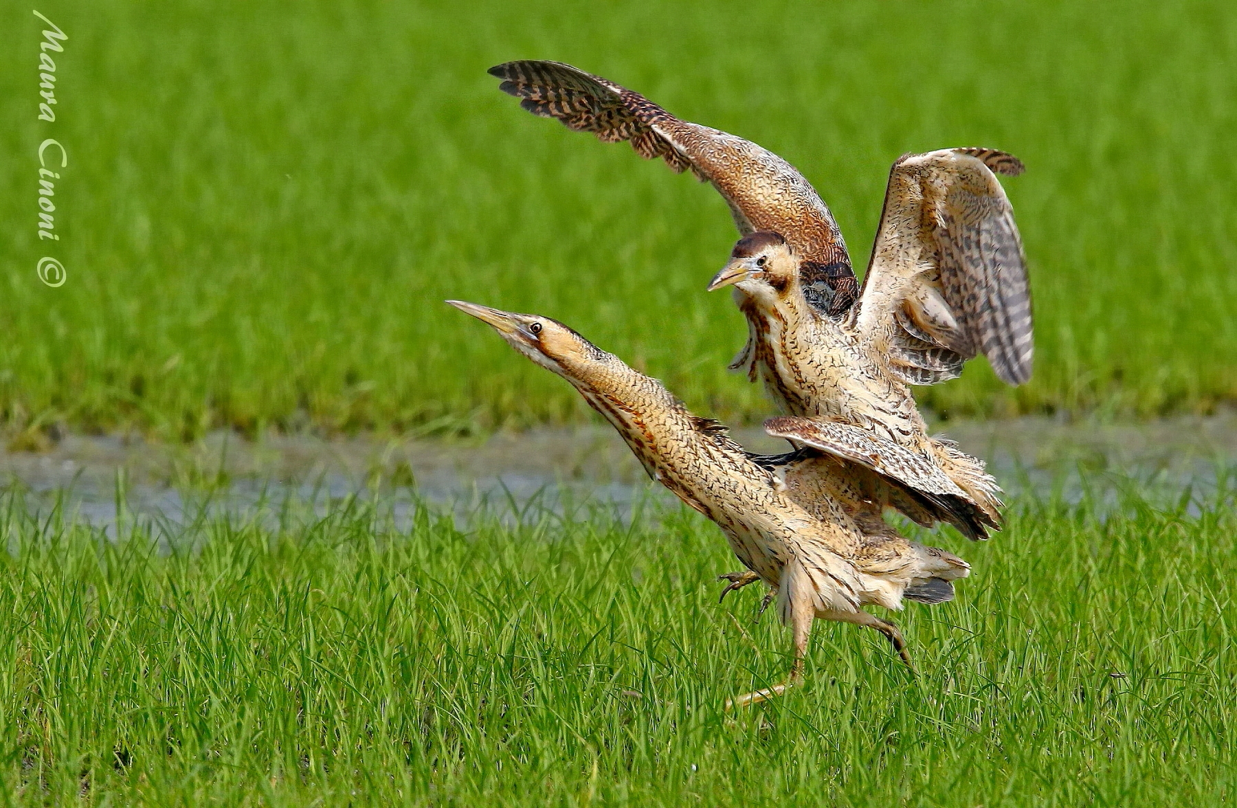 Tarabusi:Maschio e Femmina