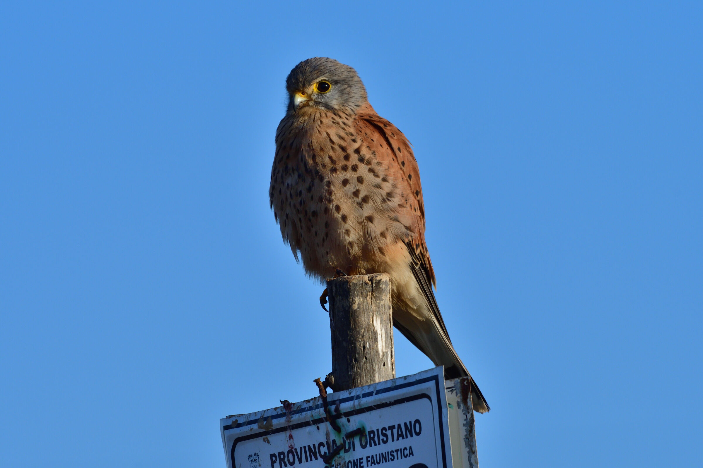Kestrel