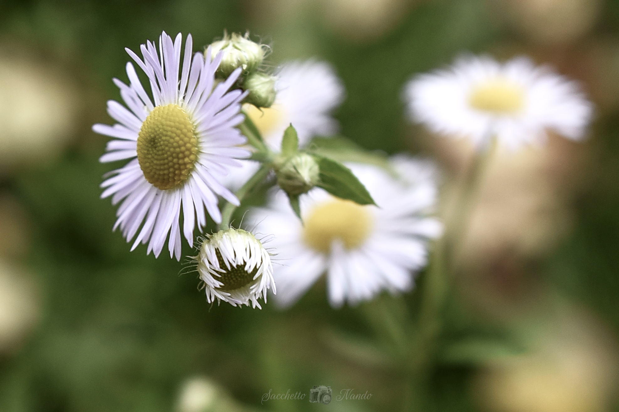 Daisies