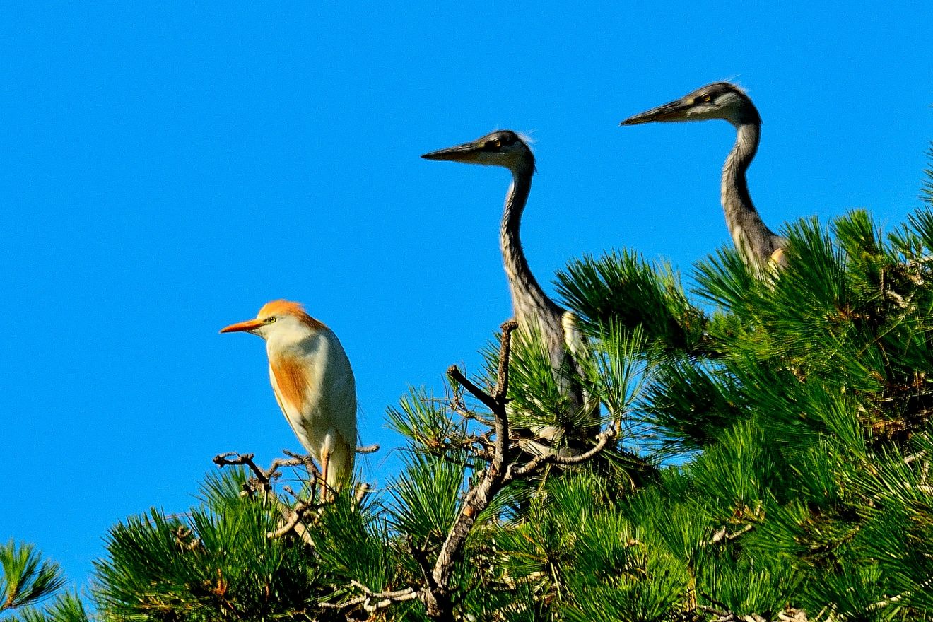 Herons in nesting