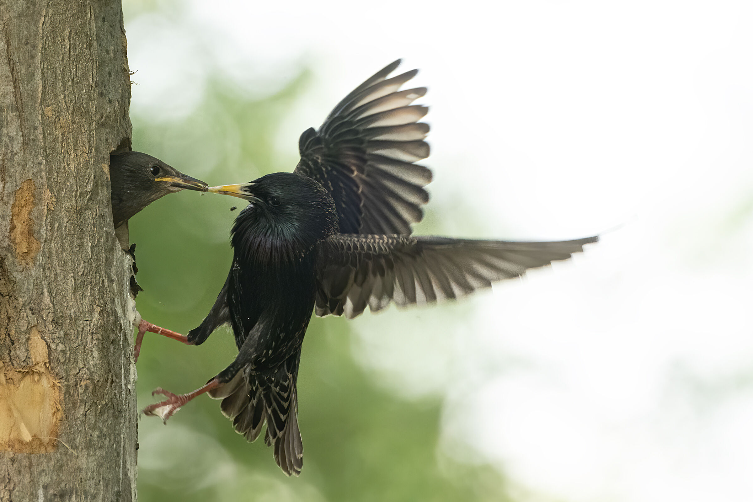 baci al mio piccolo affamato