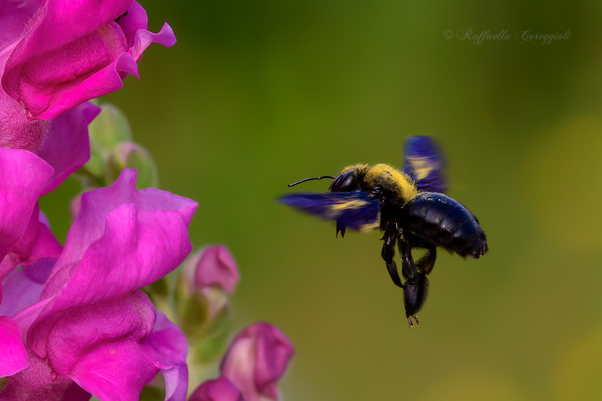 Purple Xylocopa