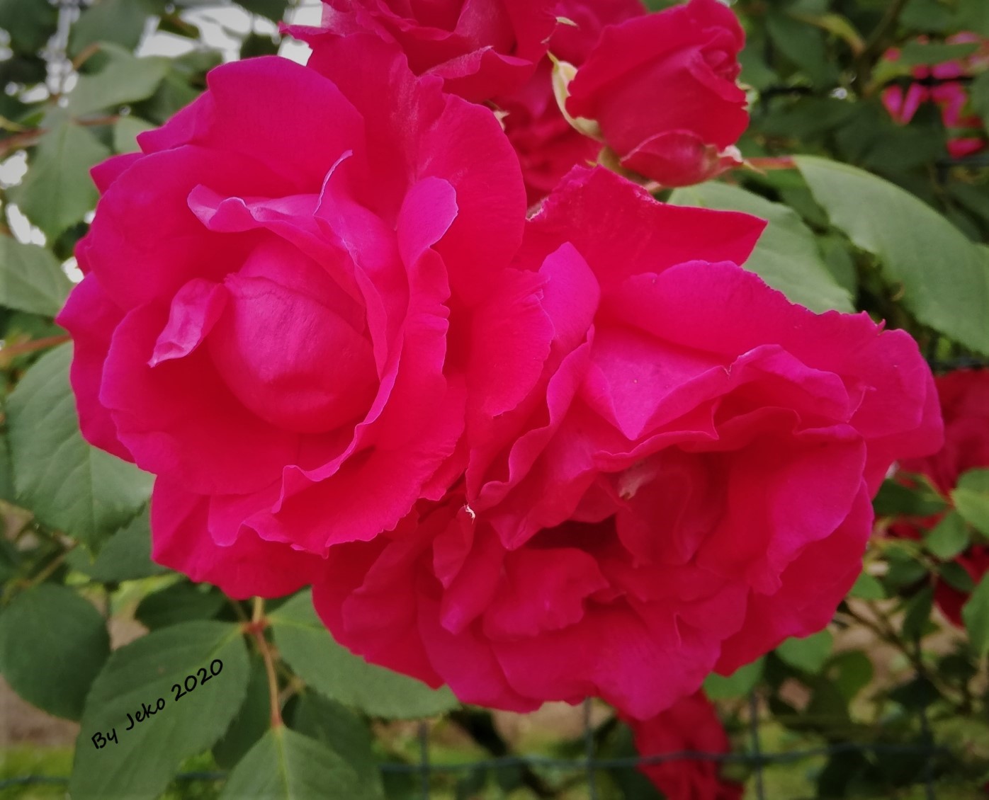 Red roses for you...