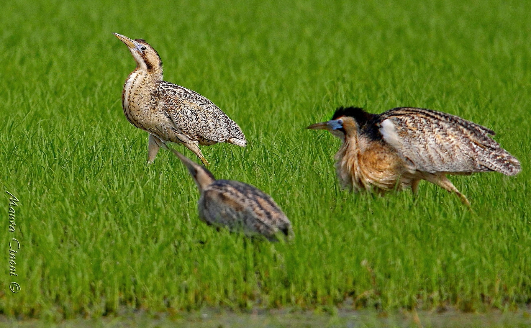 Tarabusi:Lei, Lui e l'Altro