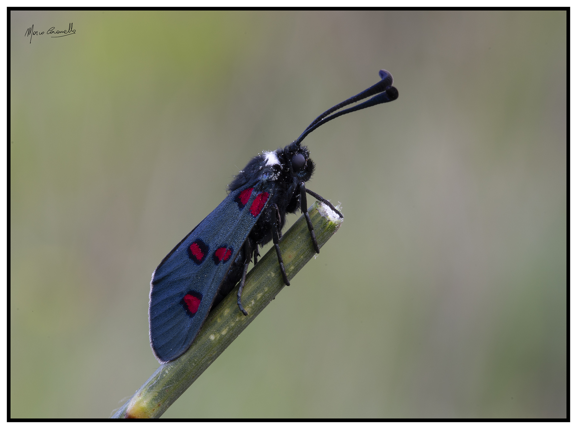 Zygaena