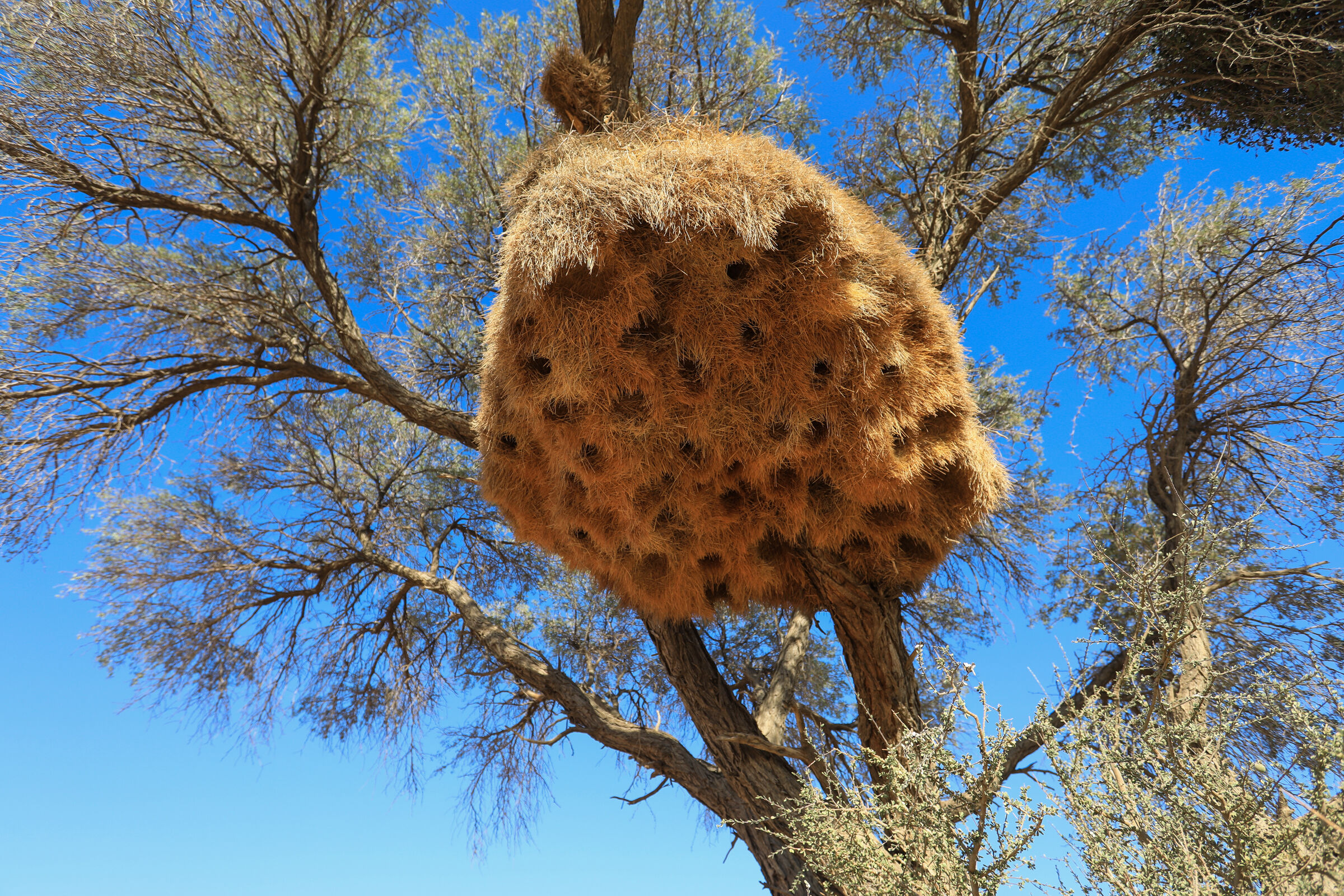 Nido di Passeri Tessitore