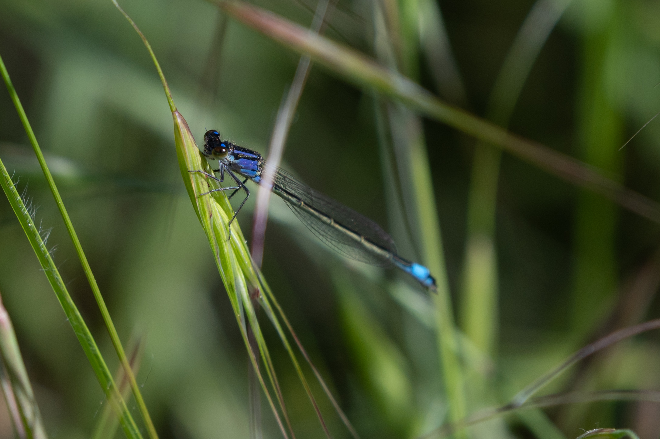 Leggera come una libellula.