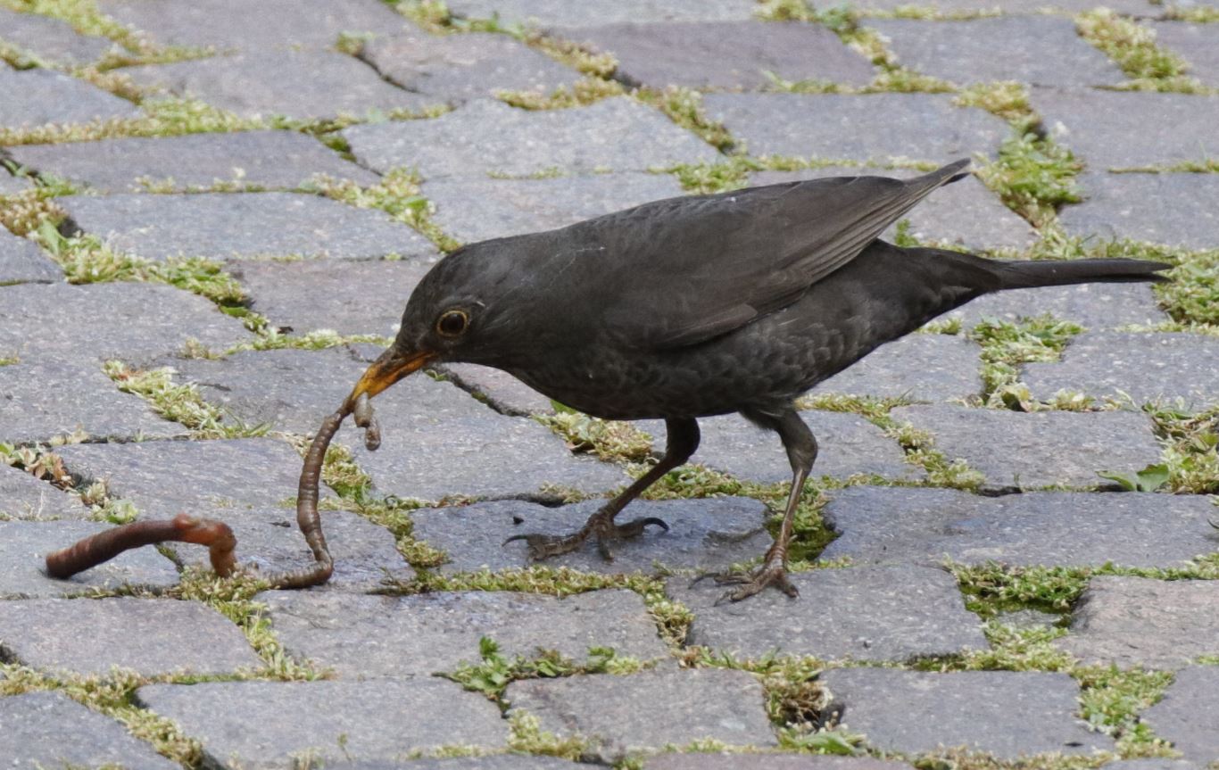 Merlo con lombrico gigante